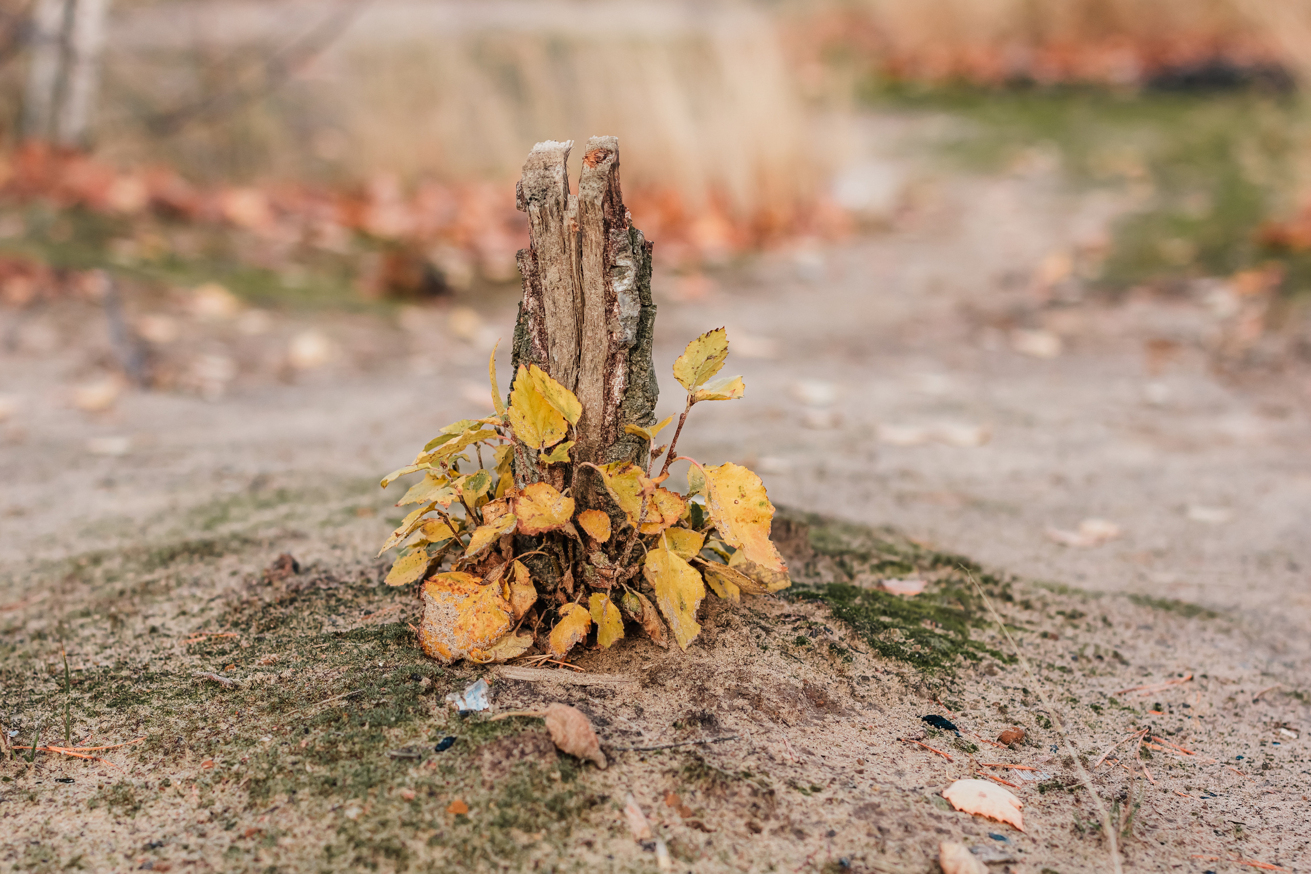 Мриданга горы осень. Мариам Багдасарян