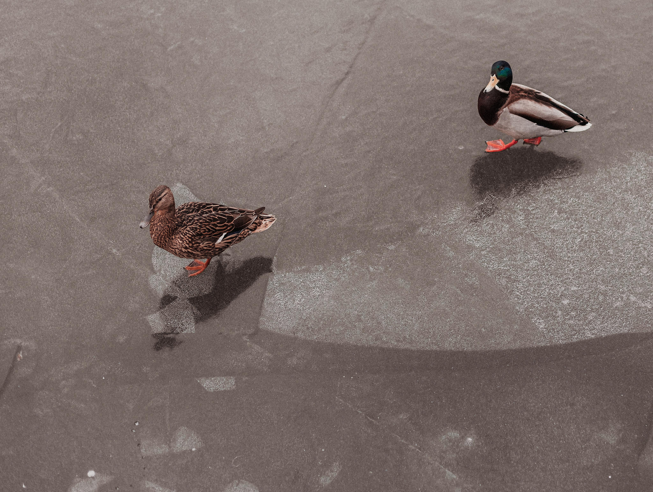 Архитектор в городе. Mariam Bagdasaryan