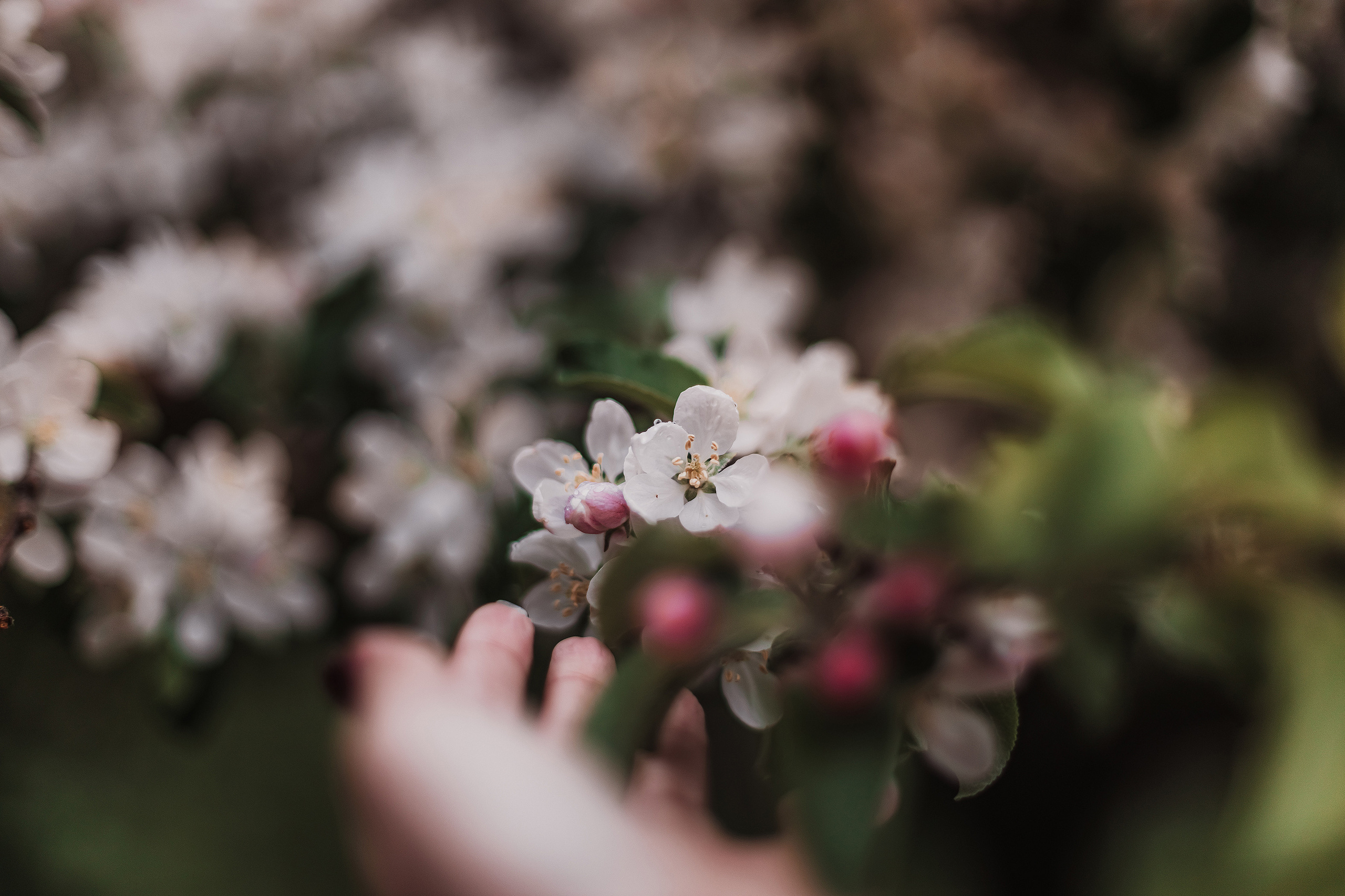 Розовые облака. Мариам Багдасарян