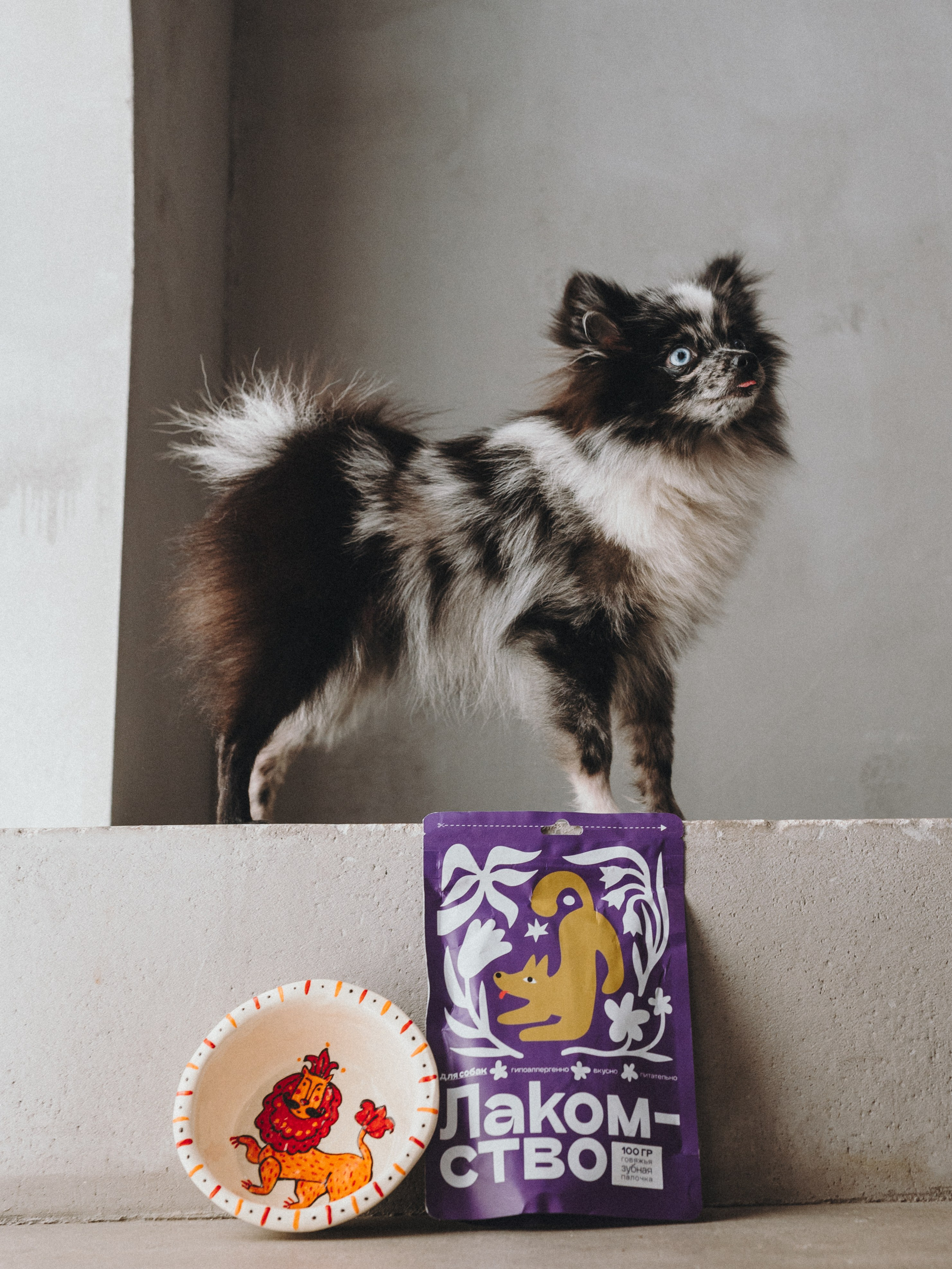 Cosmodog. Миски и лакомства. Семейный фотограф анималист Ананьева Мария — Москва