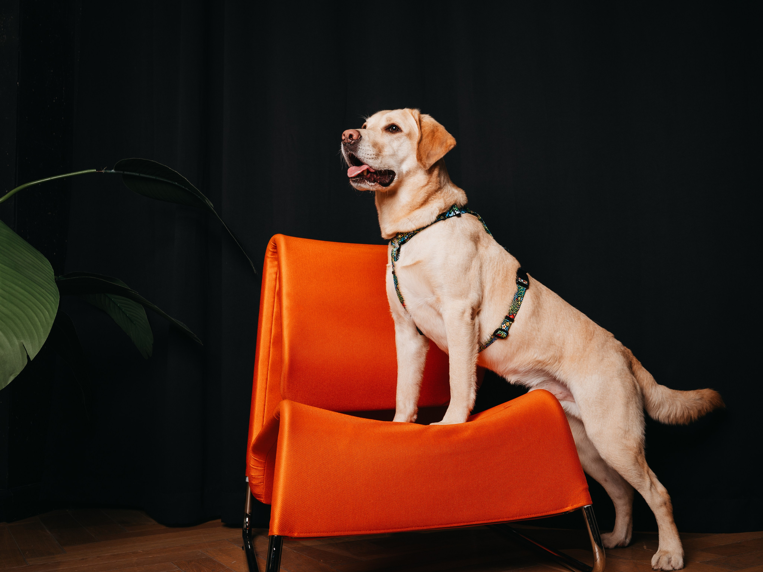 Cosmodog. Амуниция. Семейный фотограф анималист Ананьева Мария — Москва