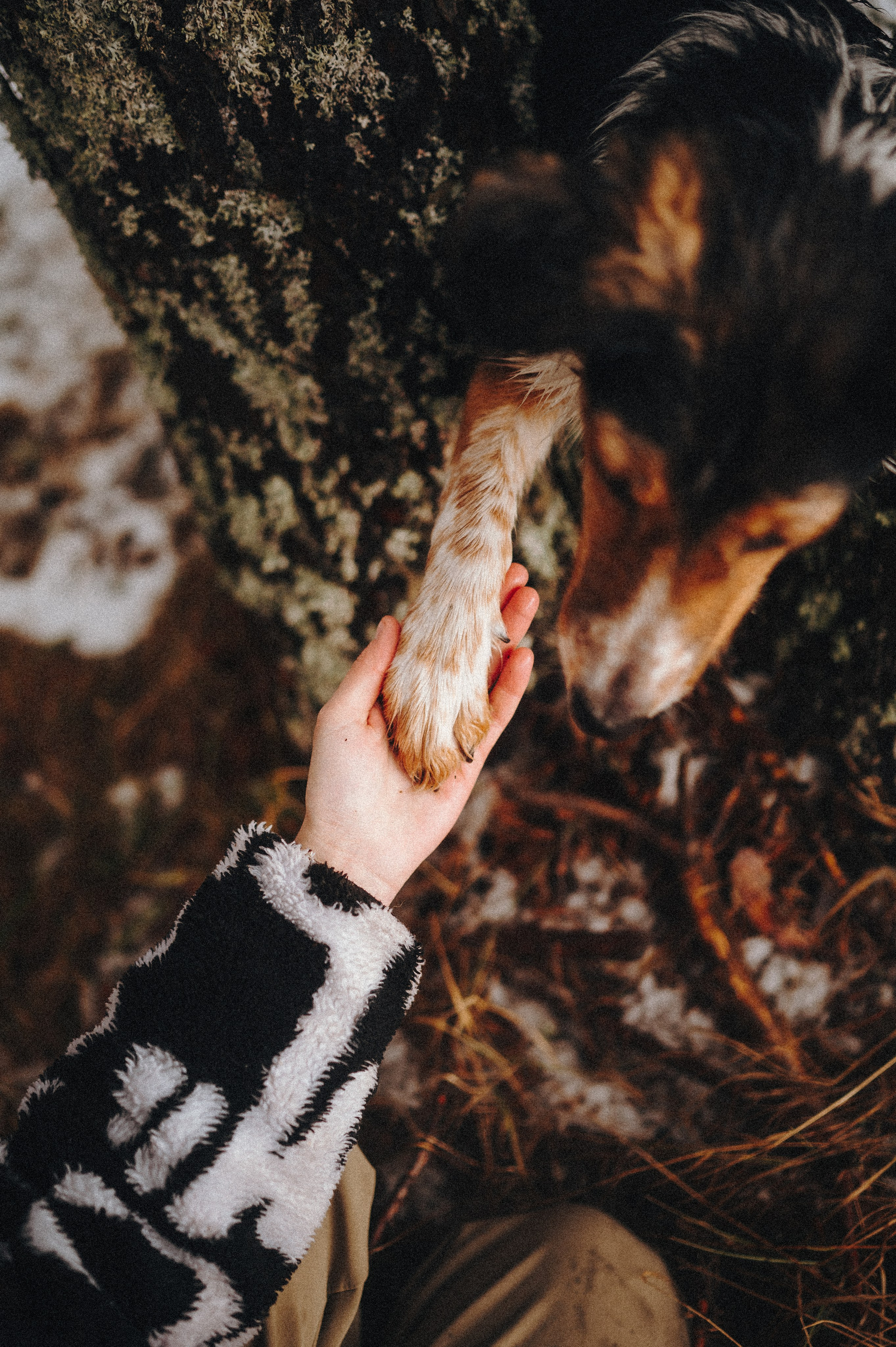 Саша, Эсприт и Флик. Семейный фотограф анималист Ананьева Мария — Москва