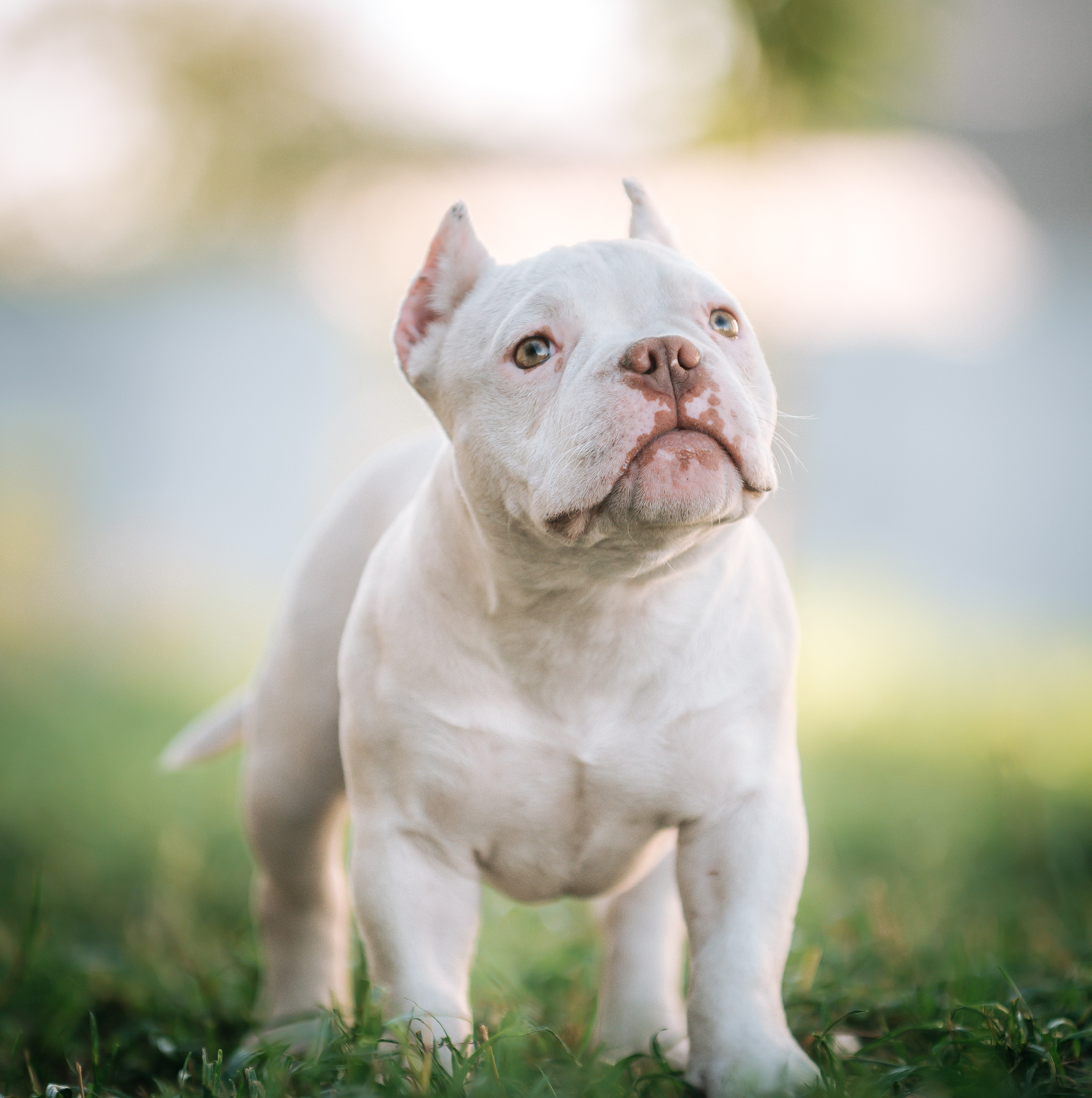 Американский булли щенки. Главная