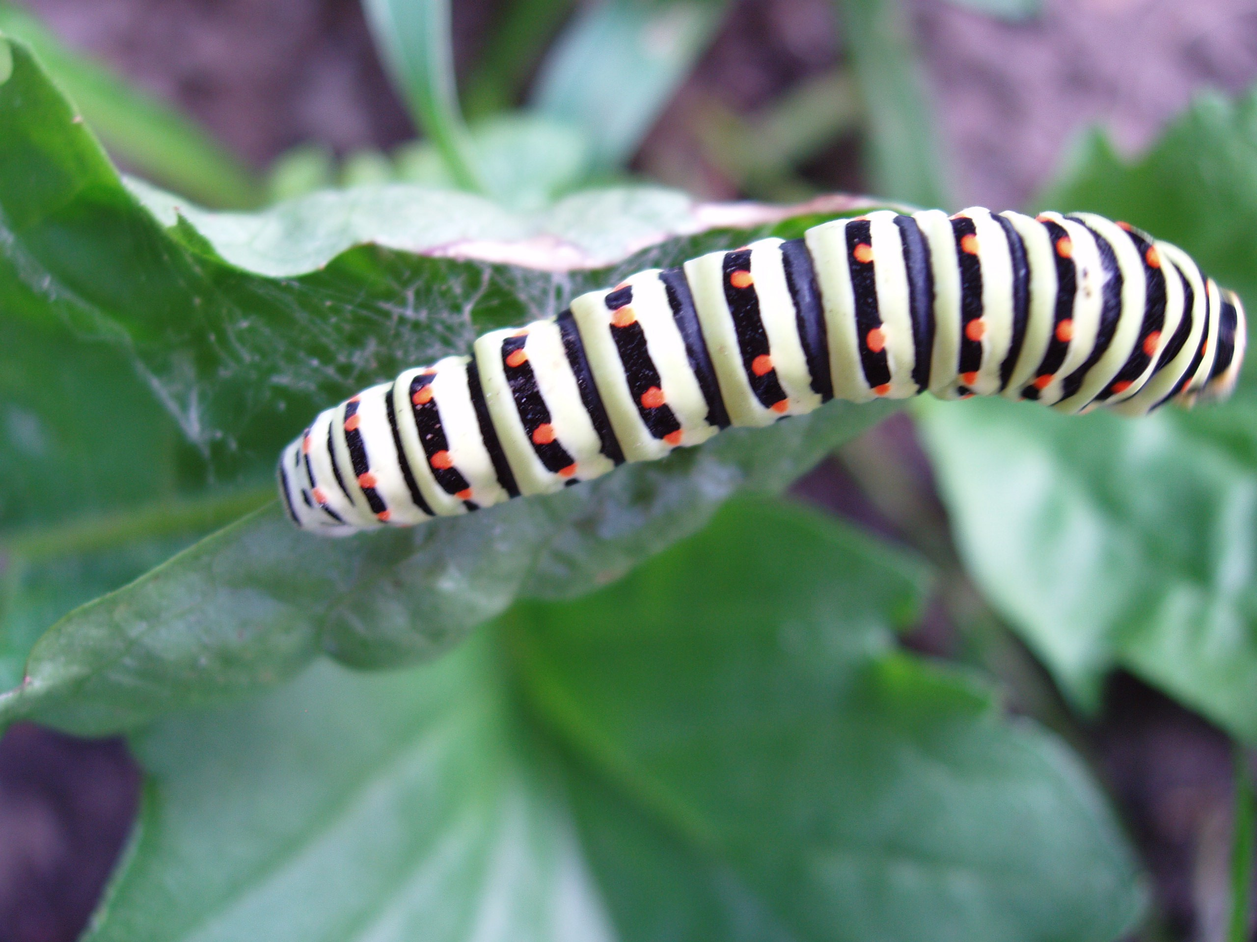 Отпуск 13.07-24.08. Семейный, Свадебный фотограф СПБ Питер— Романова Екатерина