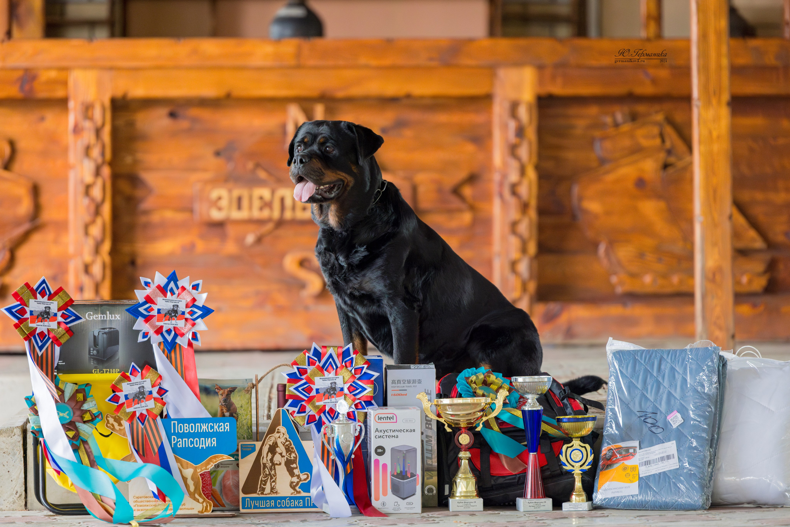 Саратов 2 х моно ротвейлеров 28-29.04.2024. Фотограф-анималист Юлия Германика