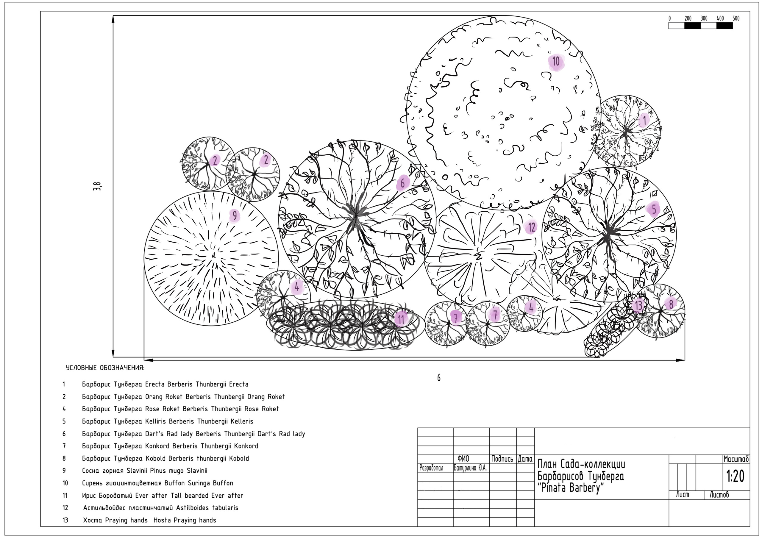 Сад-коллекция барбарисов. Студия ландшафтного дизайна в Москве. Love My Garden