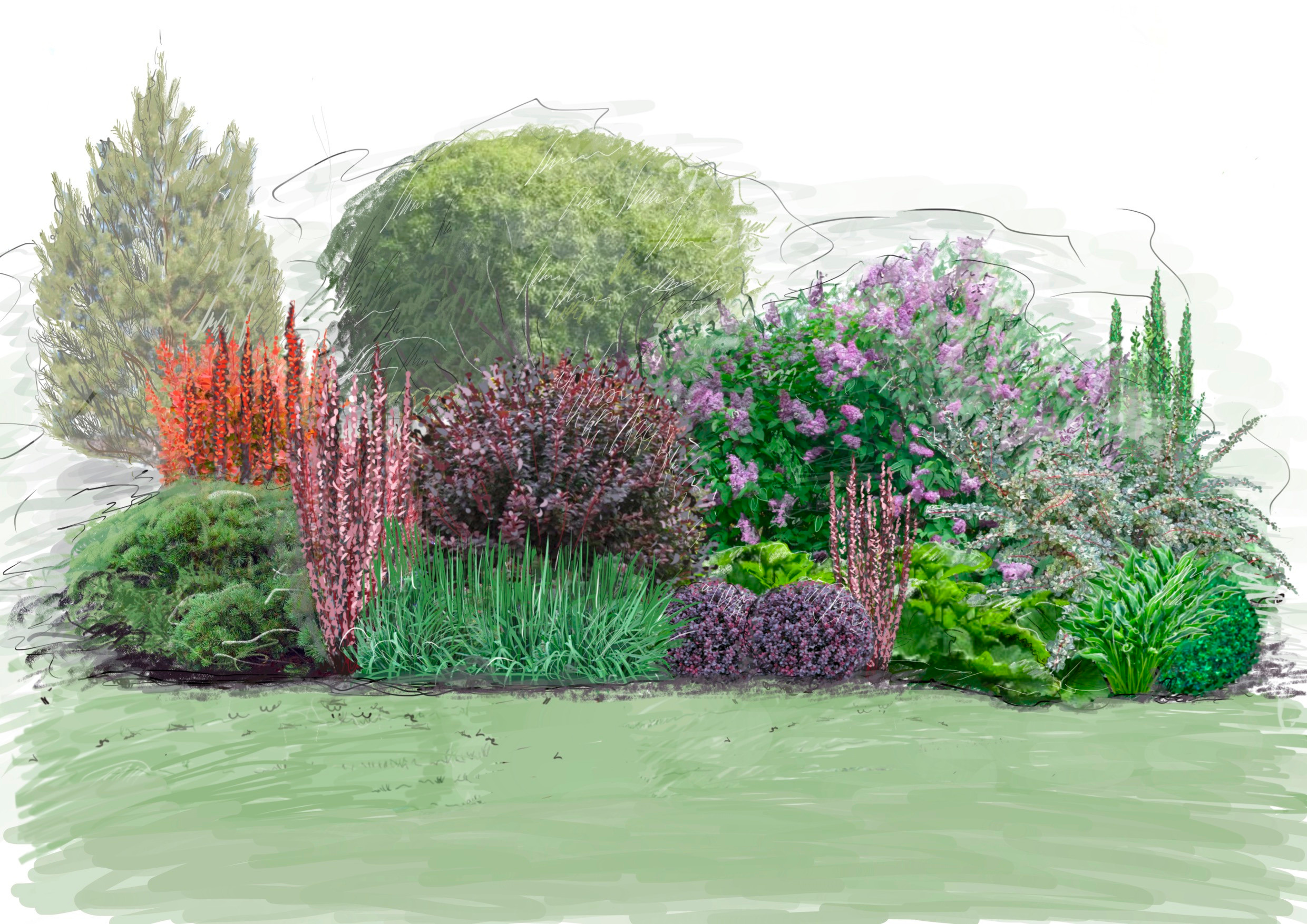 Сад-коллекция барбарисов. Студия ландшафтного дизайна в Москве. Love My Garden