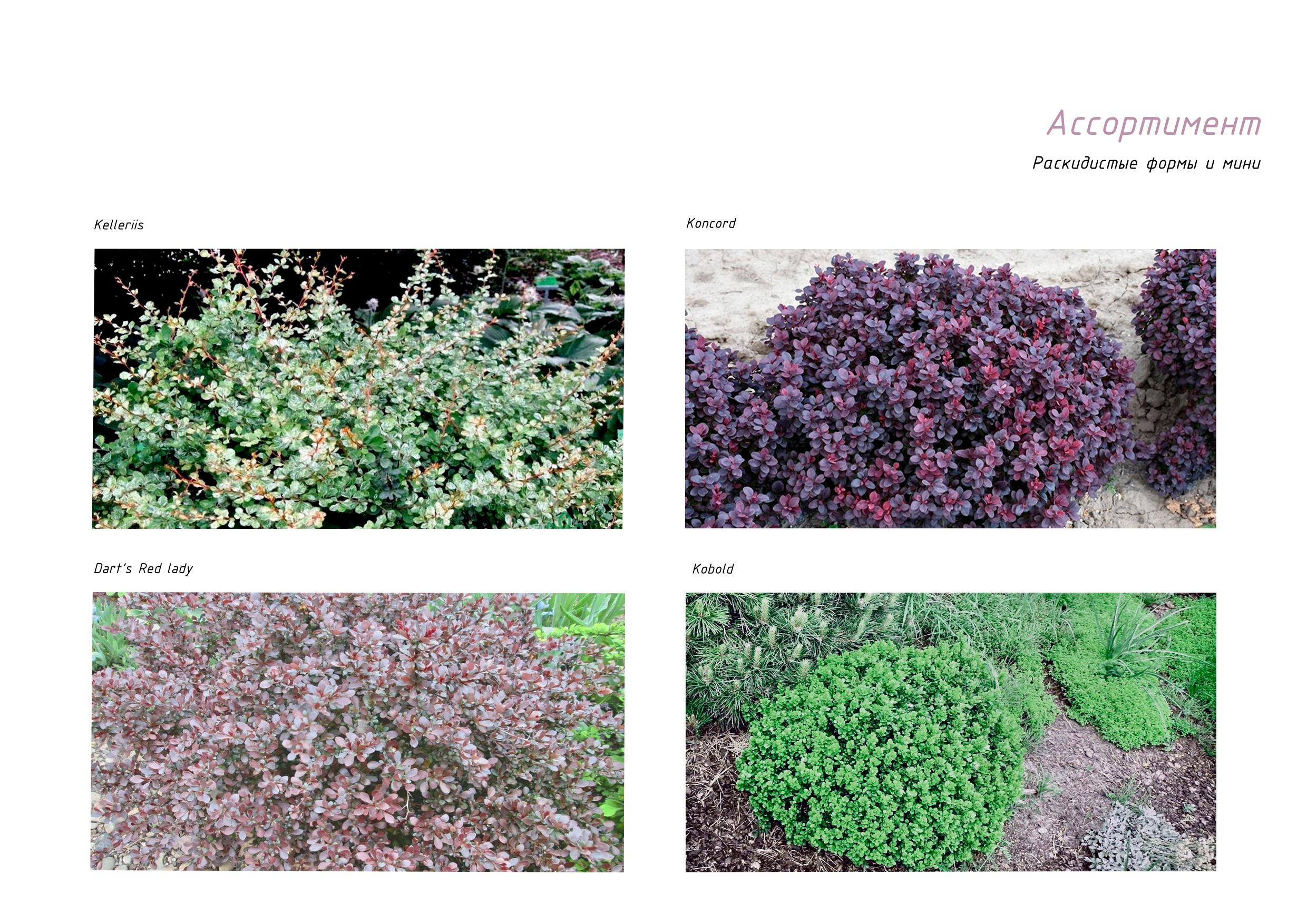 Сад-коллекция барбарисов. Студия ландшафтного дизайна в Москве. Love My Garden