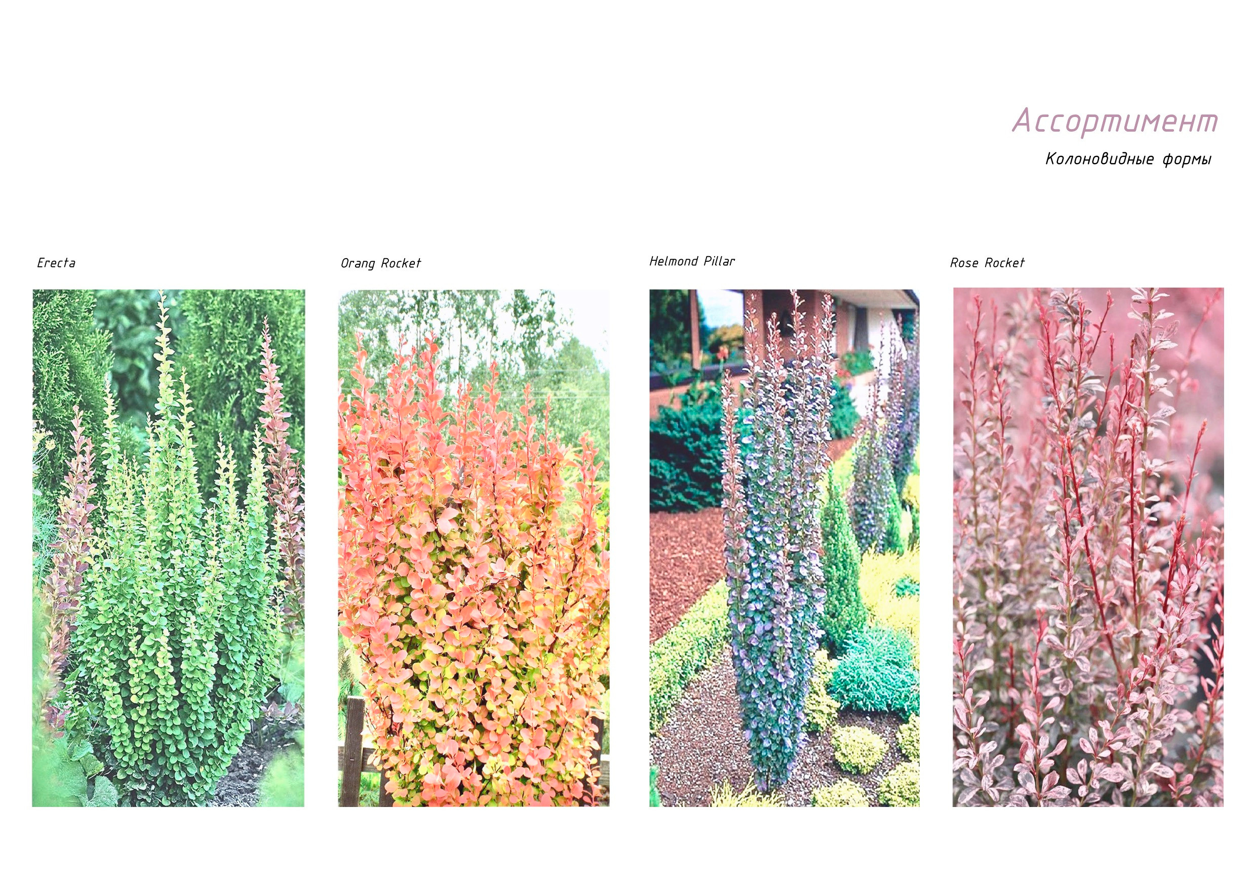 Сад-коллекция барбарисов. Студия ландшафтного дизайна в Москве. Love My Garden