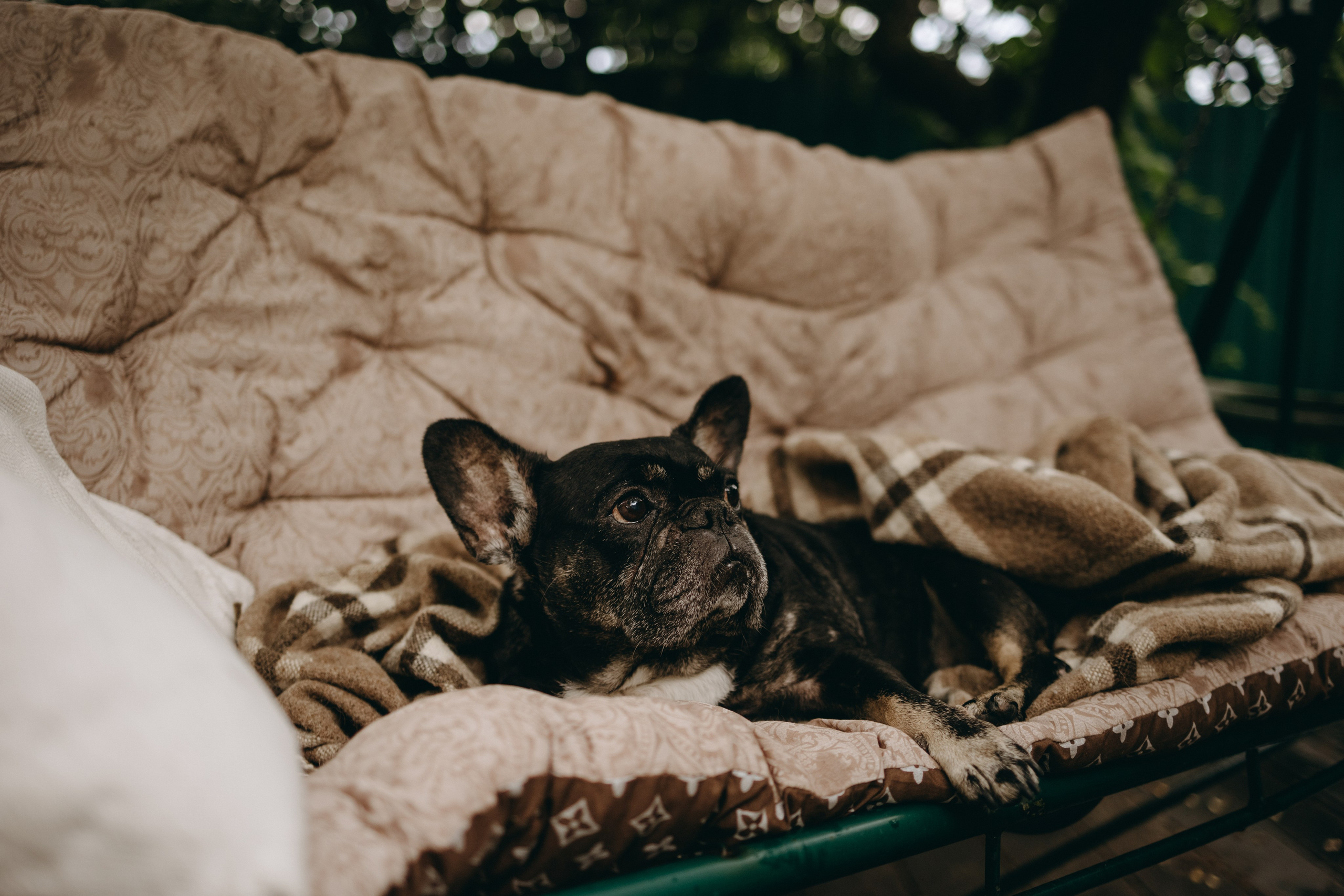 Софа и ее хвостики. Фотограф — Анималист | Санкт-Петербург