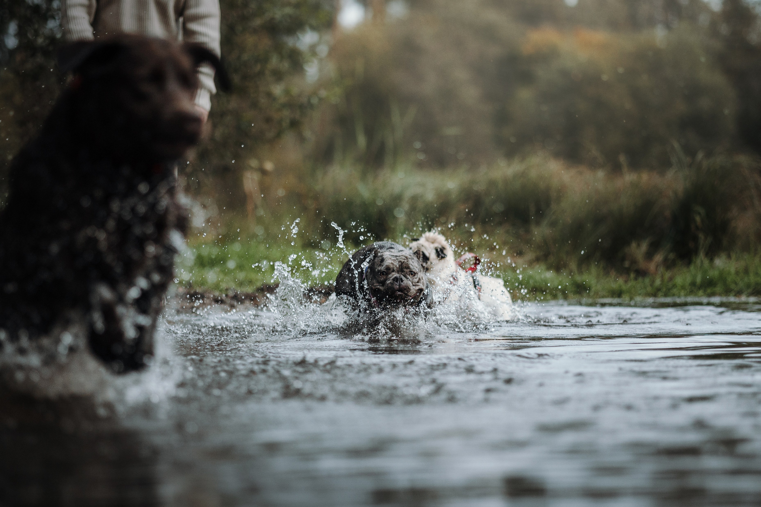 Девочки и их семья. Фотограф — Анималист | Санкт-Петербург