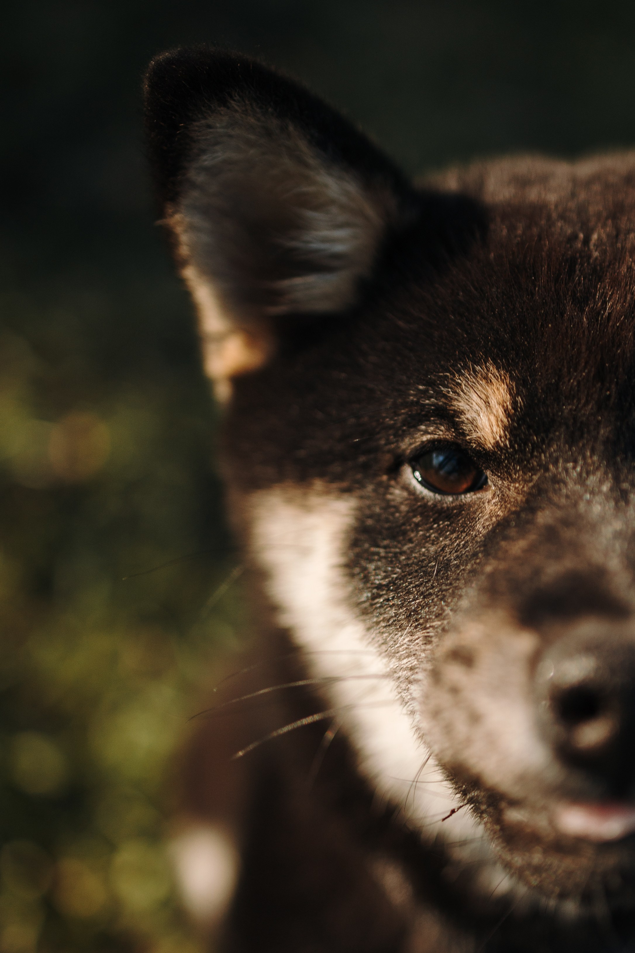 Даша и ее девочки. Фотограф — Анималист | Санкт-Петербург