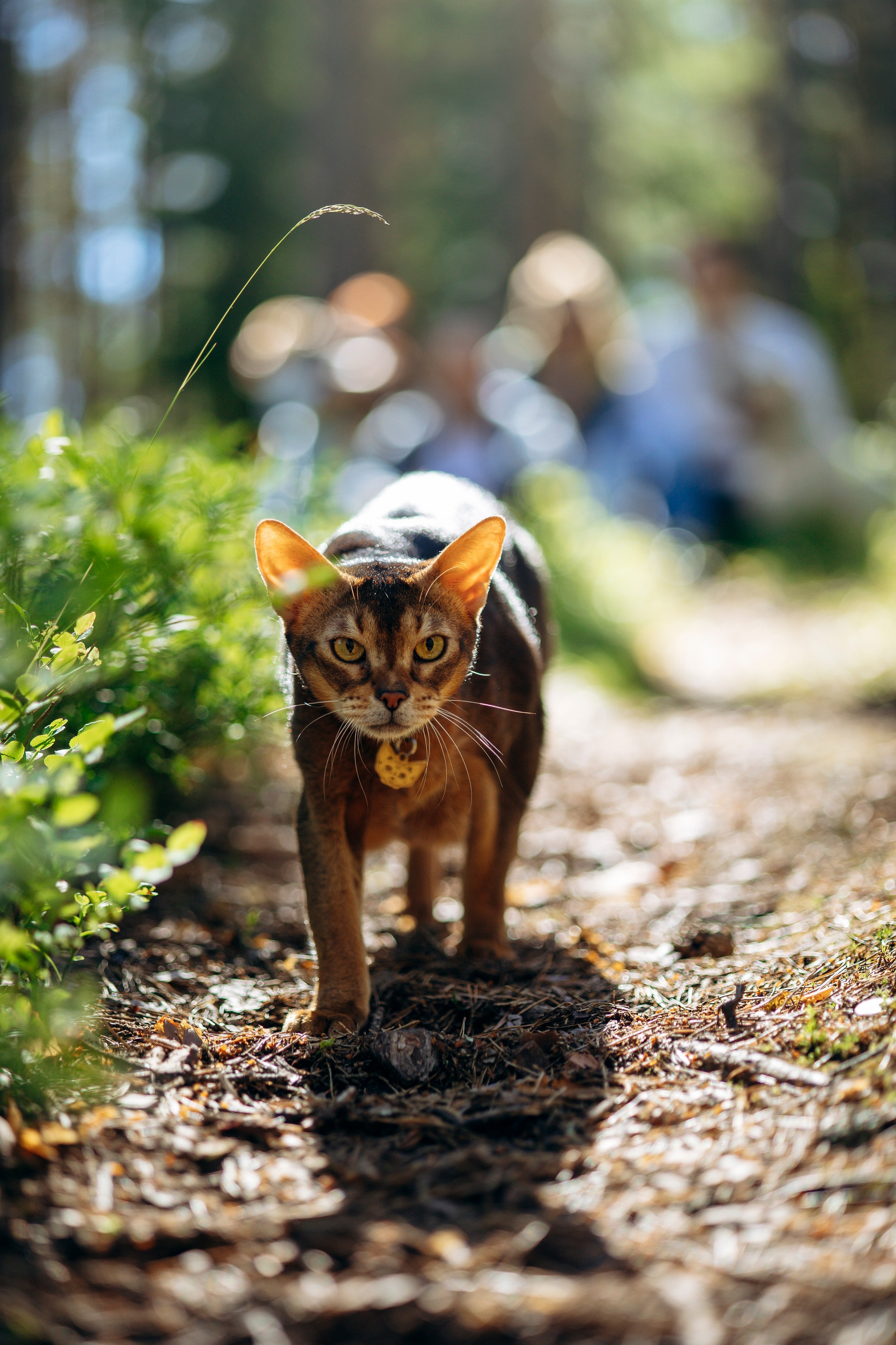 Котофеи и их семья. Фотограф — Анималист | Санкт-Петербург