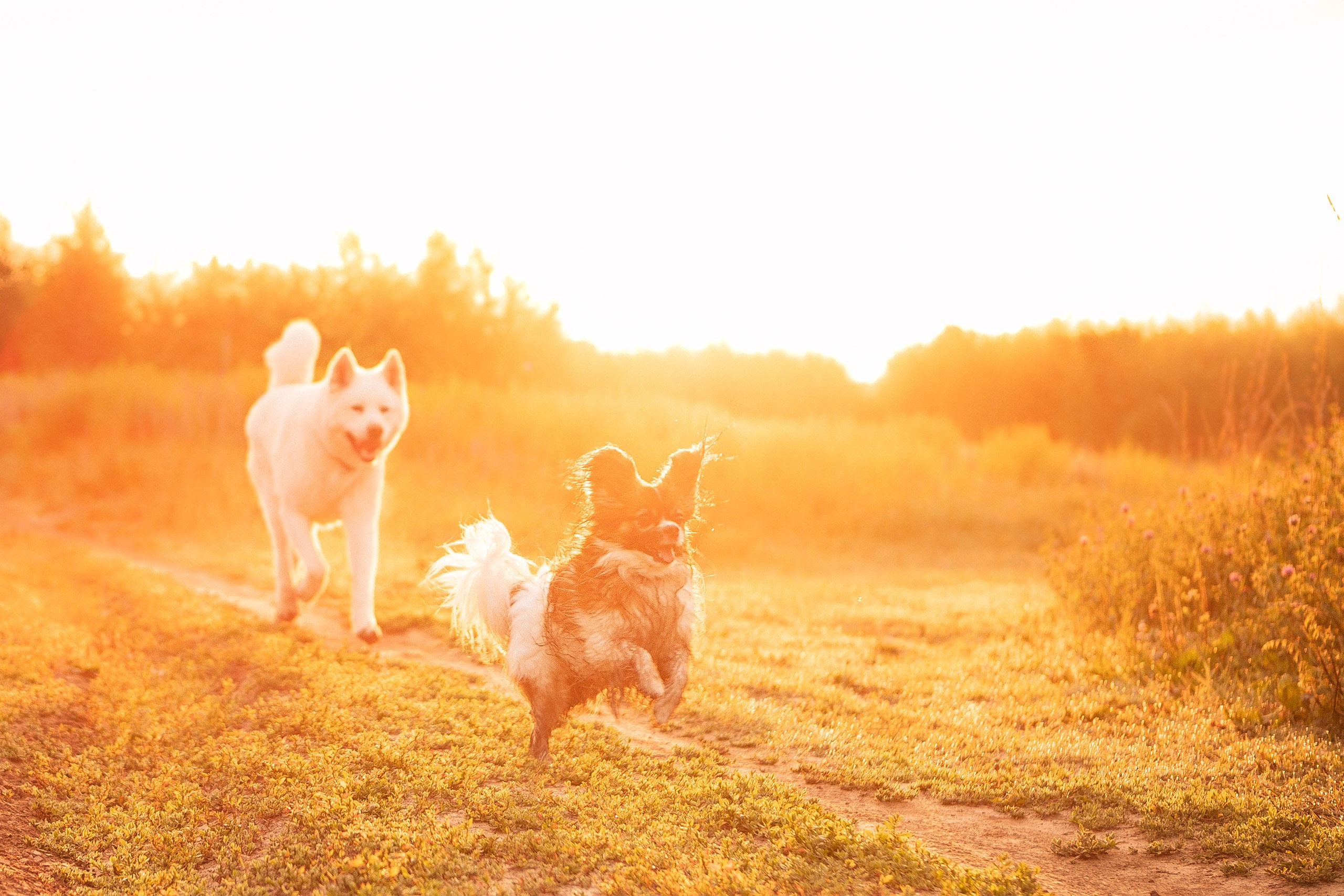 Таня и команда на рассвете. Фотограф анималист Кузнецова Анна Нижний Новгород