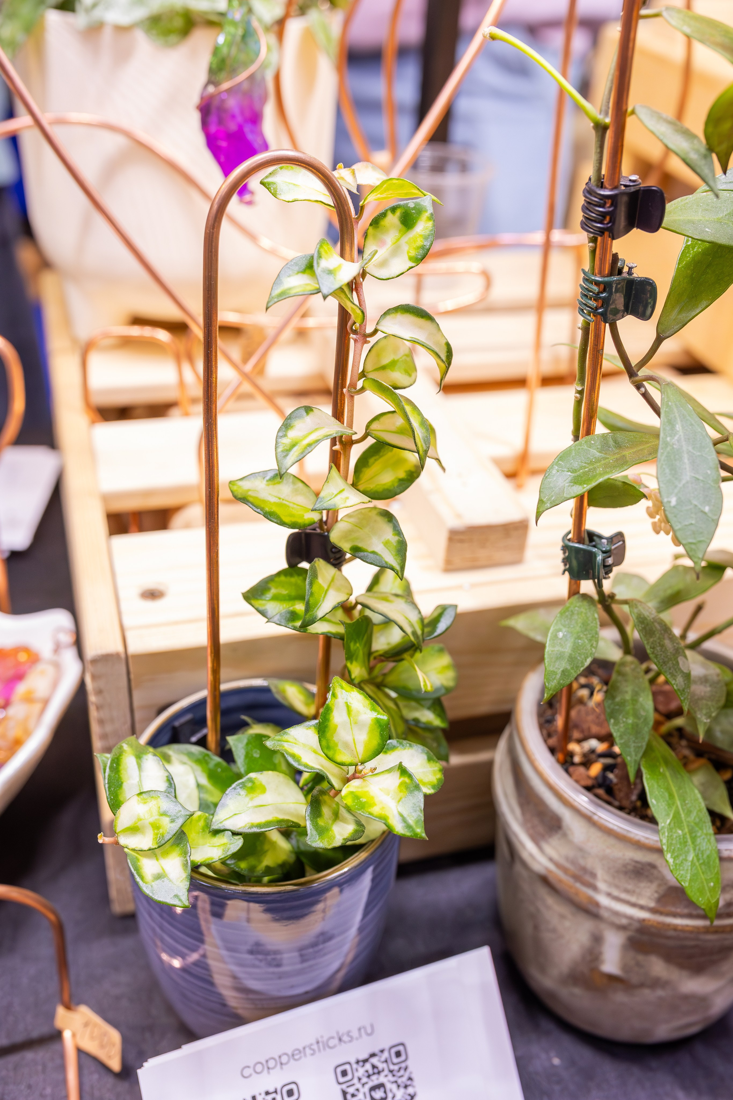 Монстериум апрель 2026. Александра Куликова фотограф, Москва