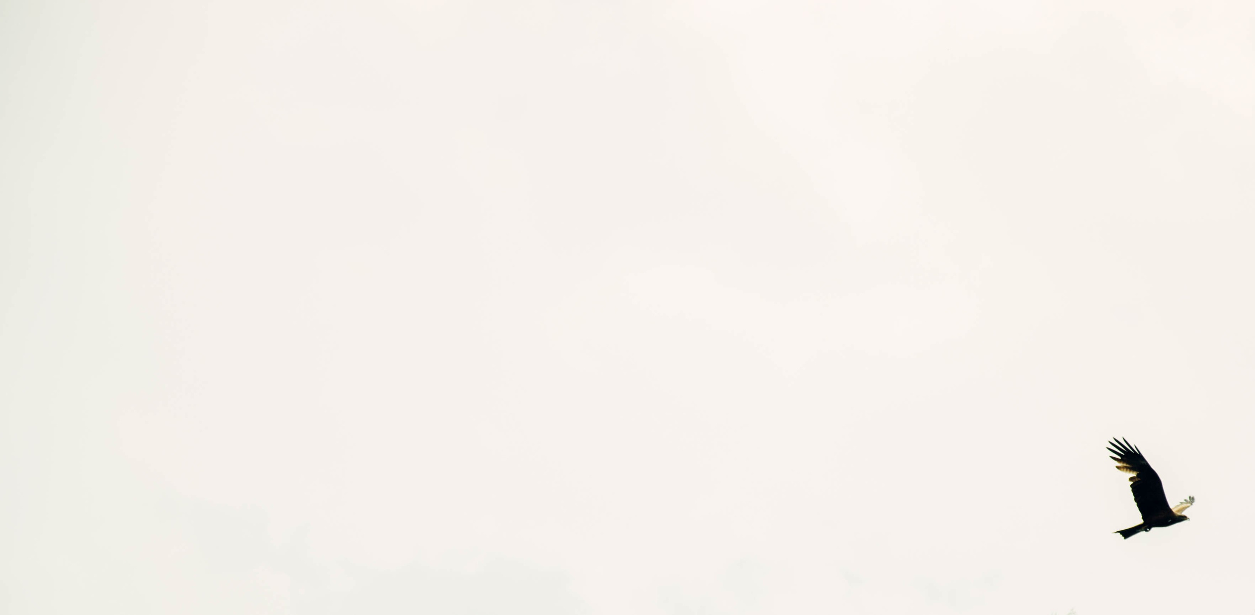 Дон. Главная