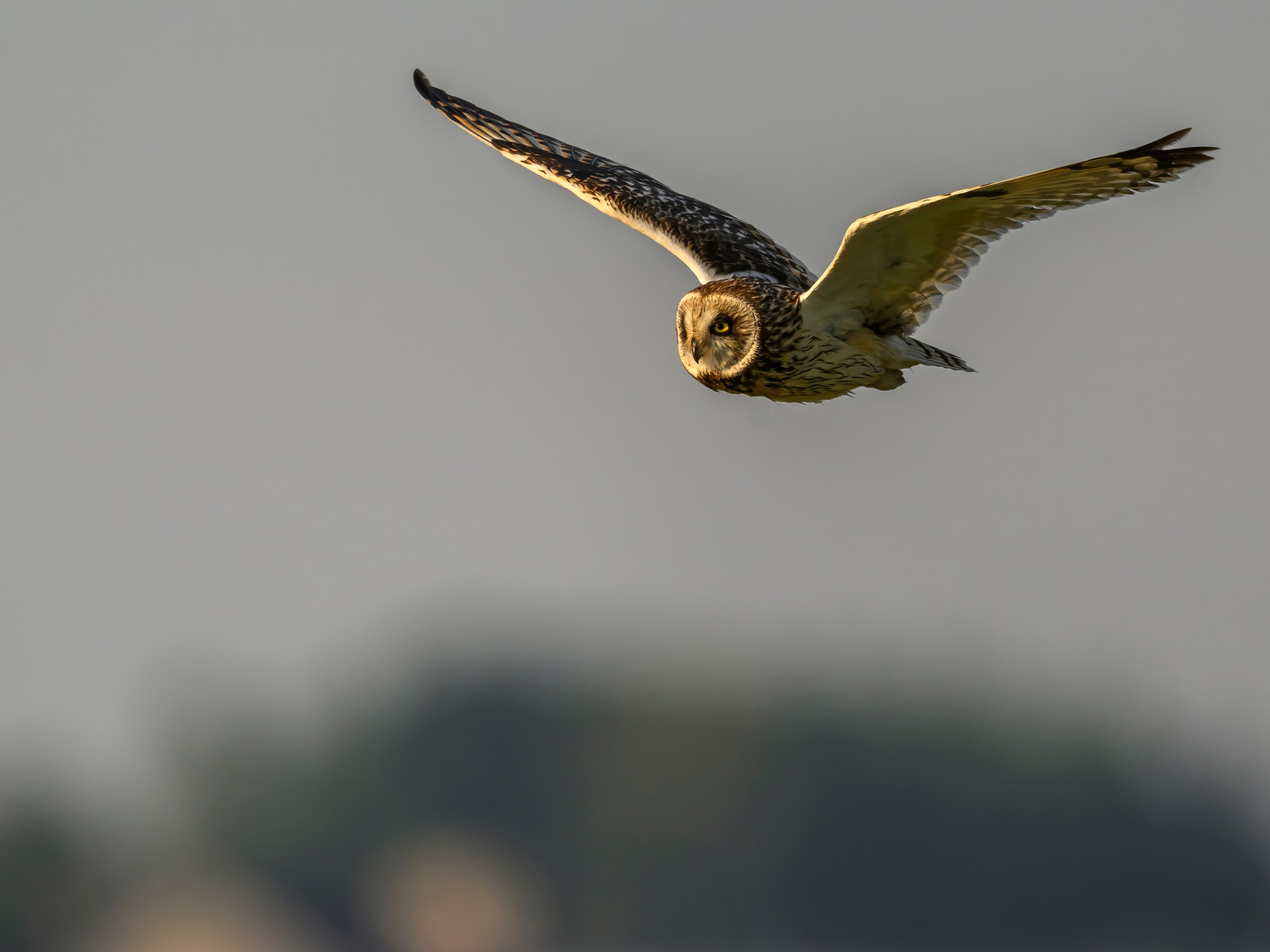 Совы на рассвете. Фотограф Сергей Пупонин