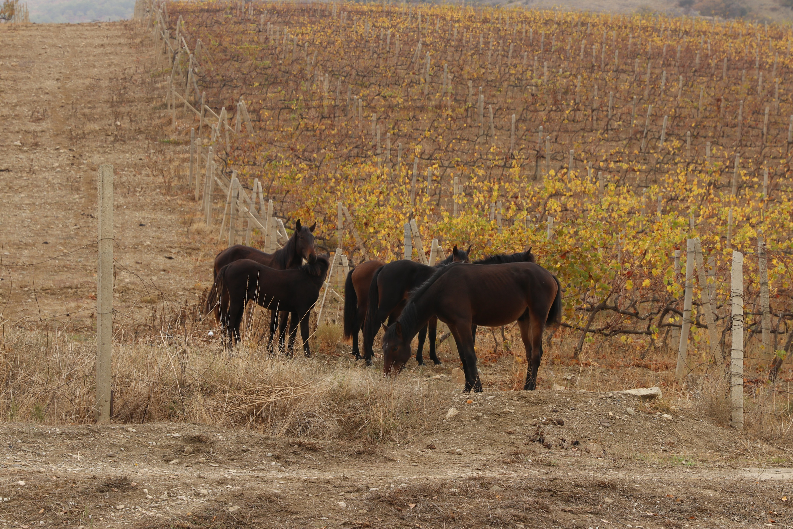 Крым. ЮБК (Гурзуф, Судак и их окрестности). Ноябрь 2023. Путешественник-фотограф из Санкт-Петербурга Татьяна Свистулина