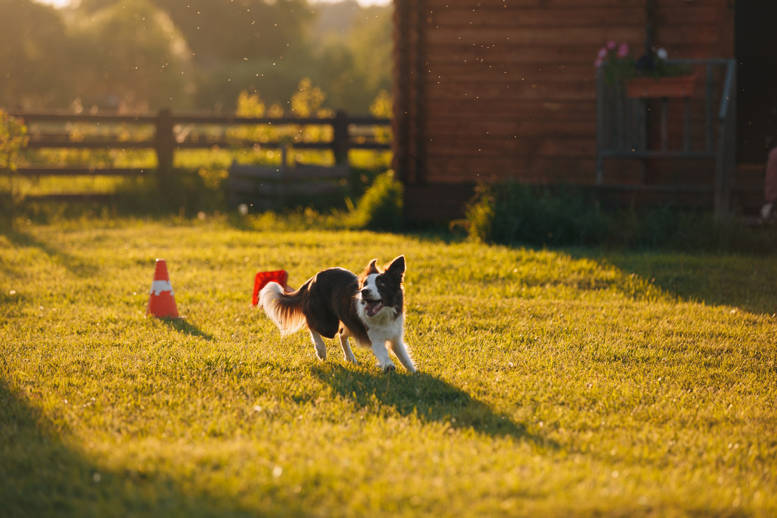 Кинологический лагерь в Горыныче. Фотограф анималист Кристина Карпова, Москва