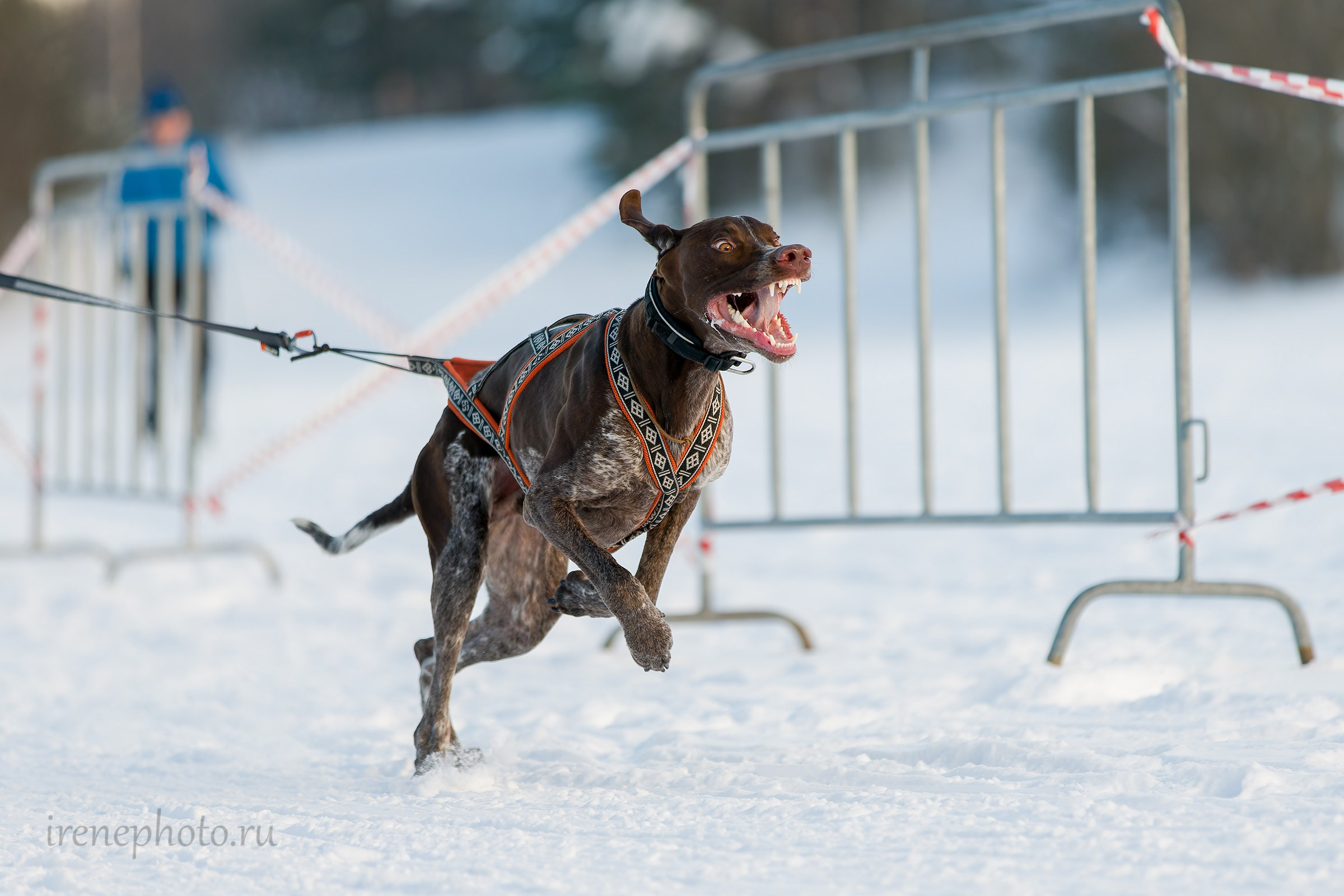 Чемпионат и Первенство Ленобласти — зима 2026. Irenephoto.ru