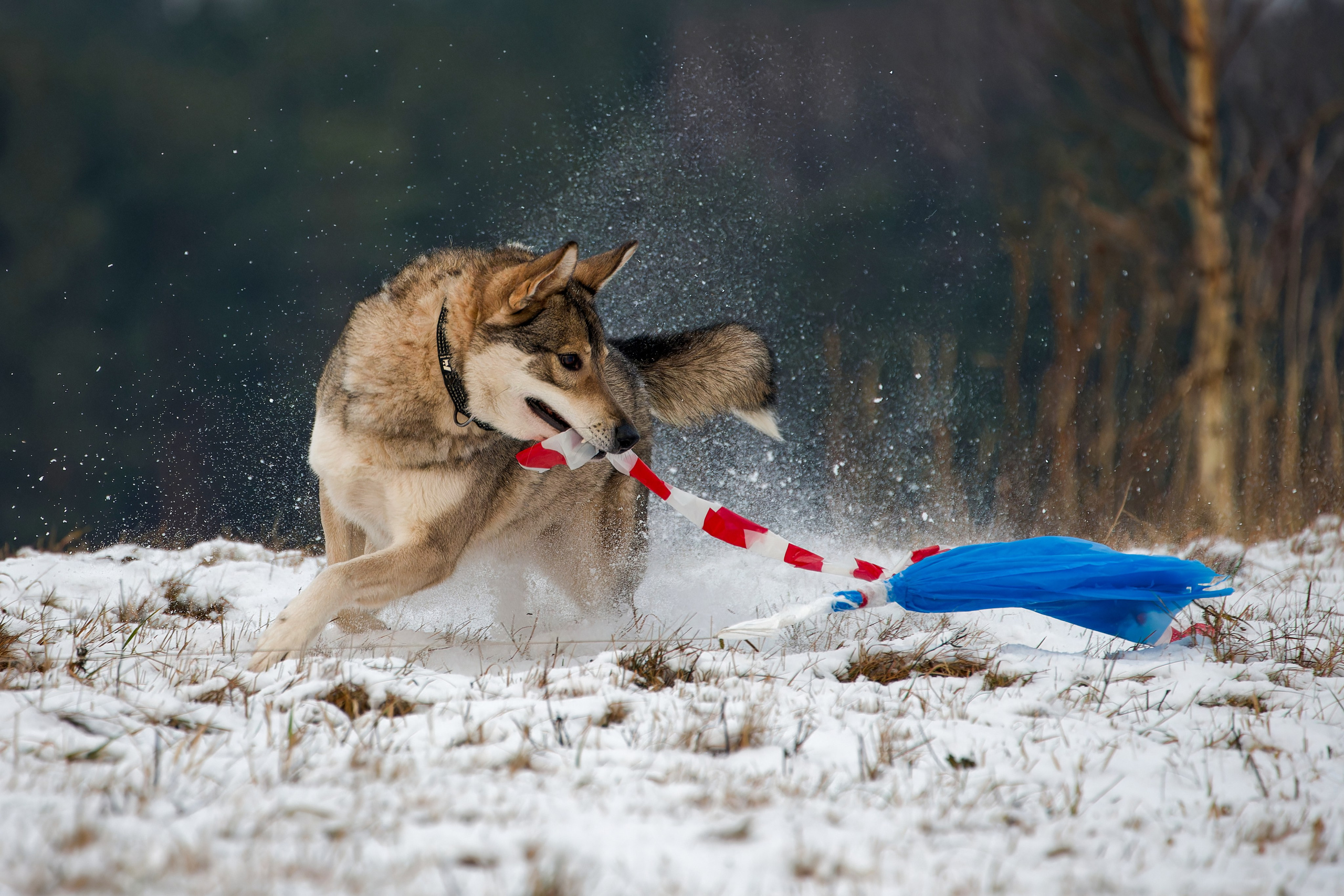 Собаки в движении. Irenephoto.ru