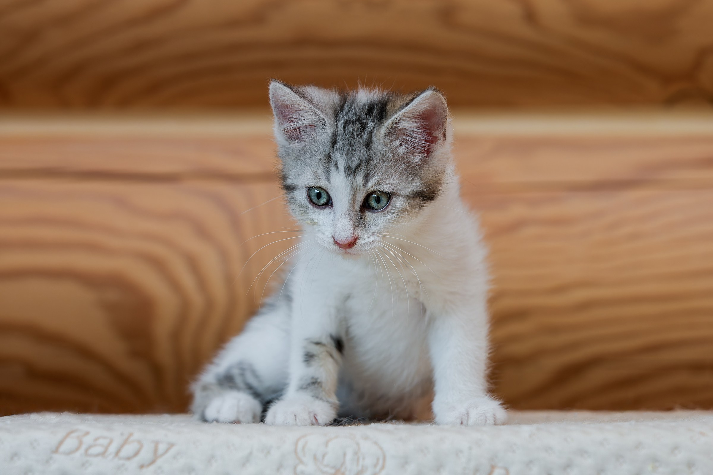 Котята. Irenephoto.ru