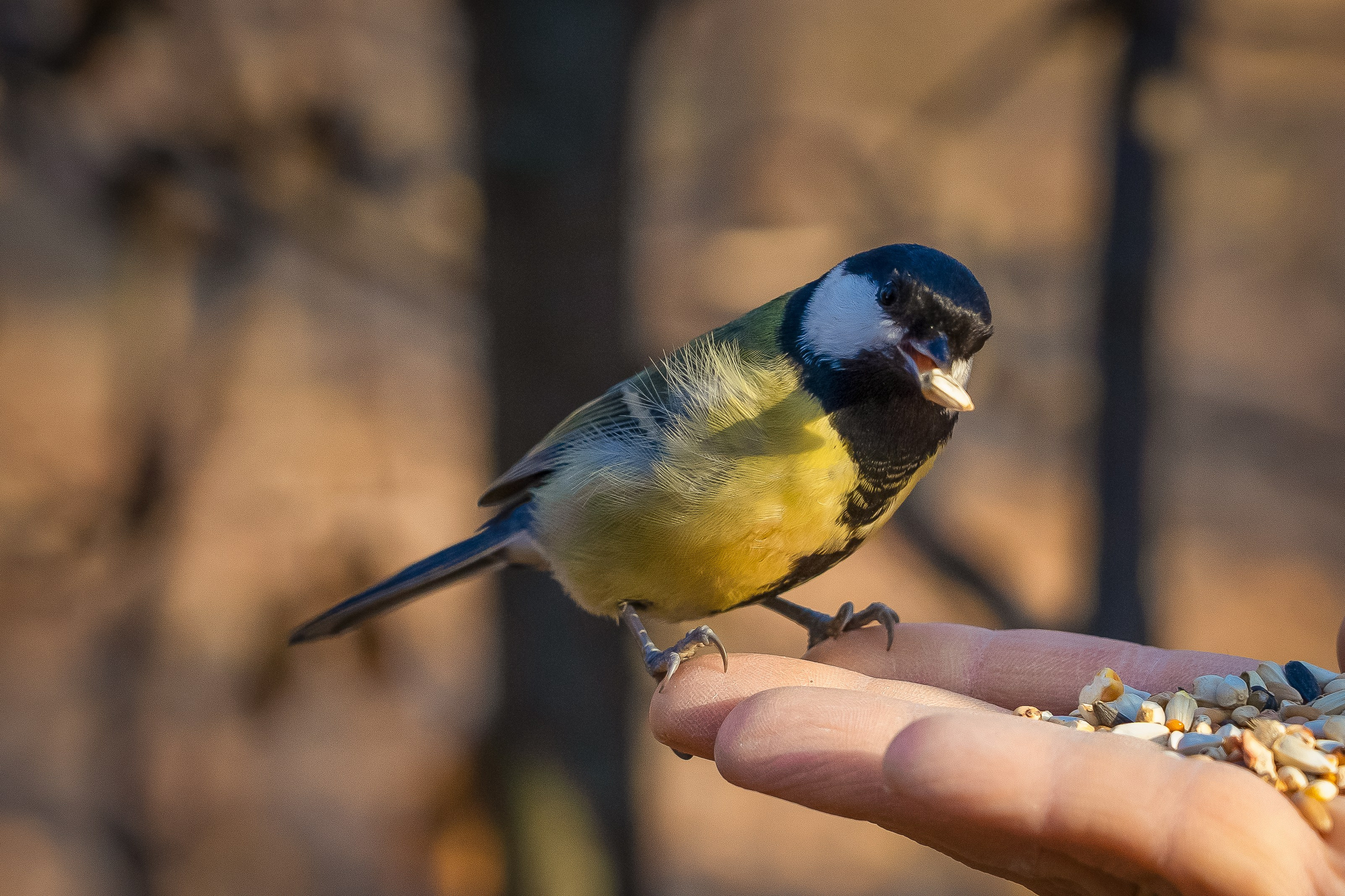 Дикая природа. Photomantis