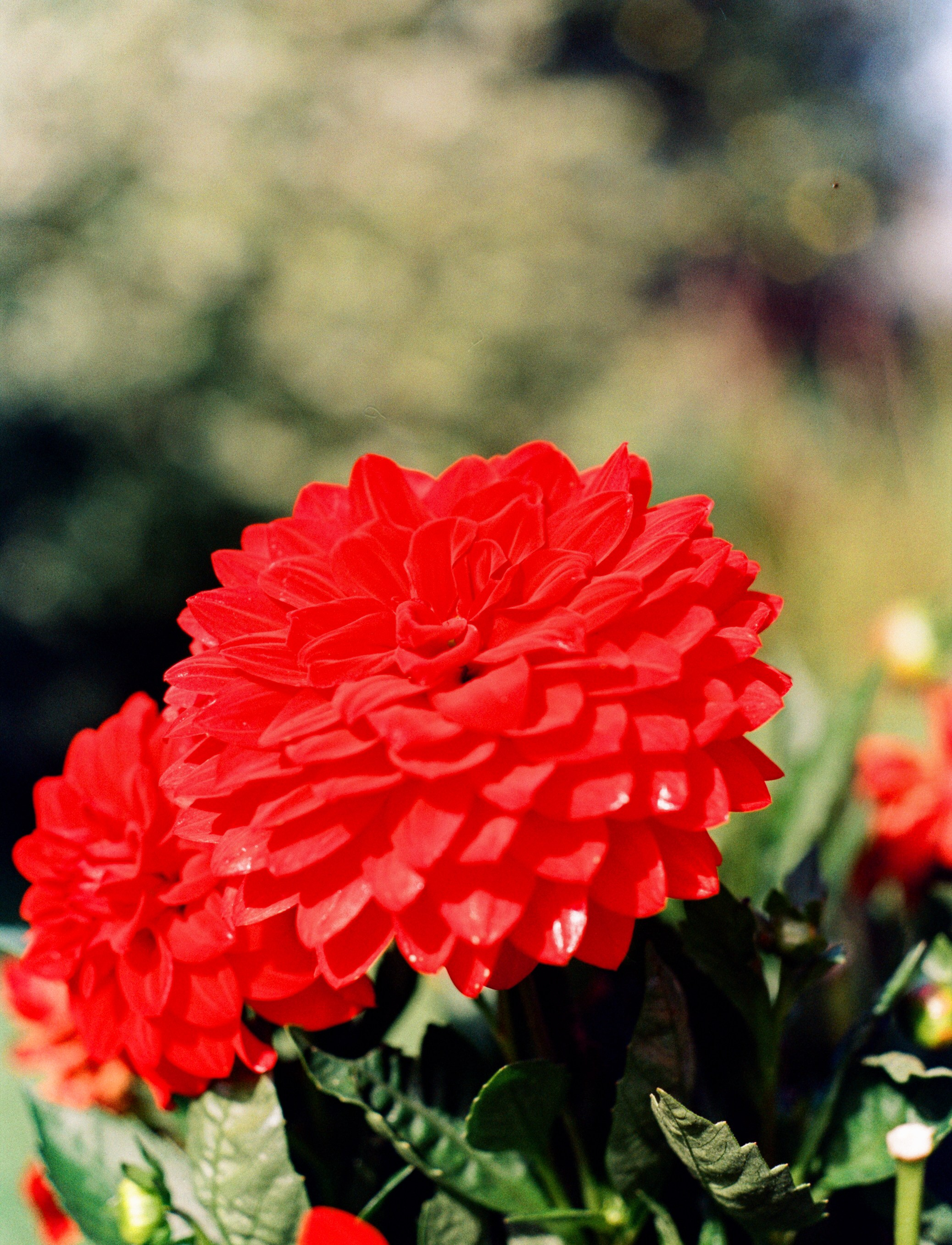 Nikon F100 примеры фотографий