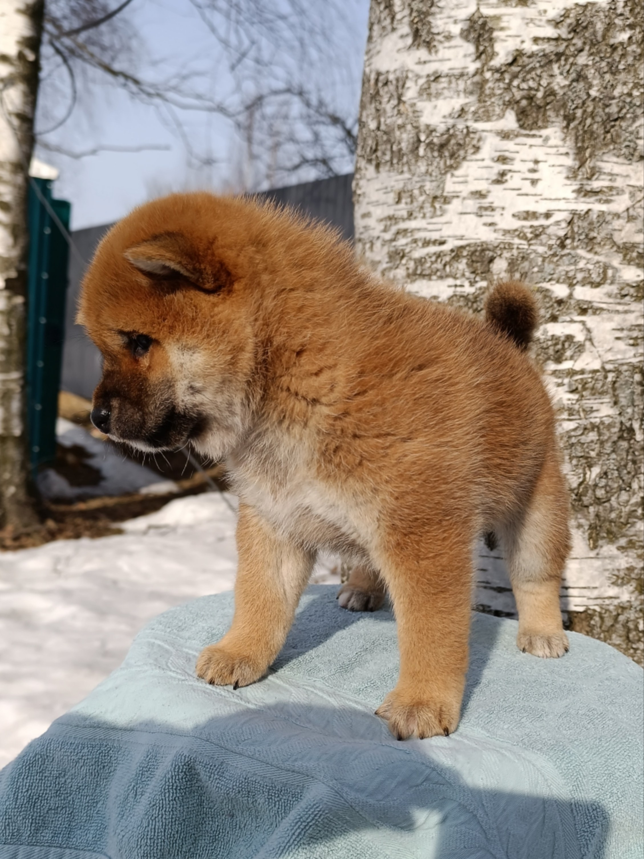 Сиба Rubylight Ellis питомник Рубилайт 