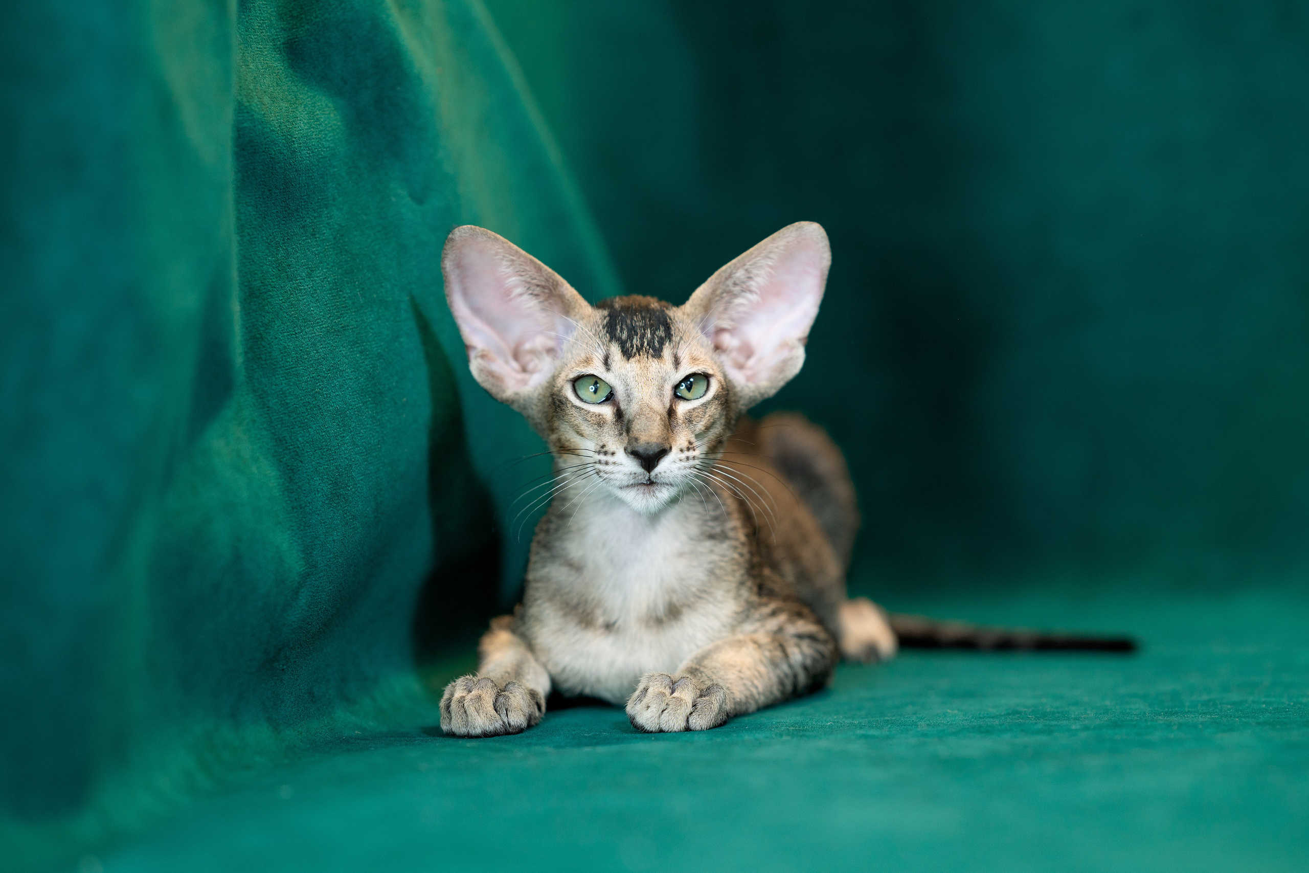 Заводчик Юлия Панова. Творческий фотограф Вологда