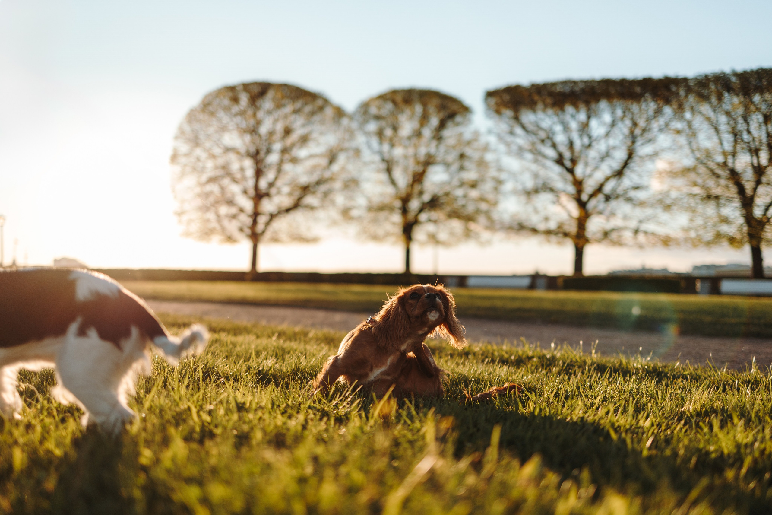 Аня, Стеша и Степан. Фотограф — Анималист | Санкт-Петербург