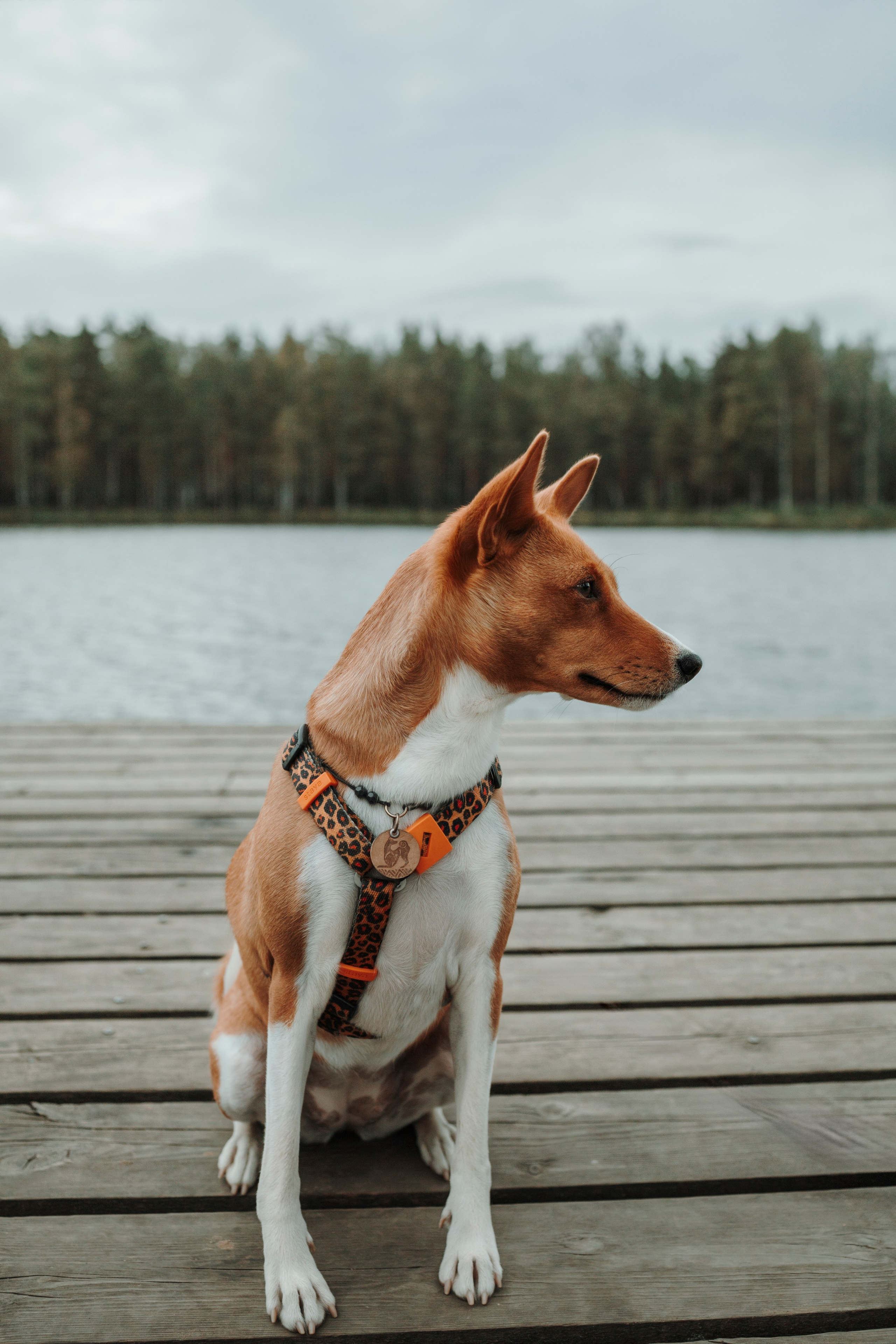 Даша и Лора. Фотограф-анималист в Санкт-Петеребурге Титова Алиса