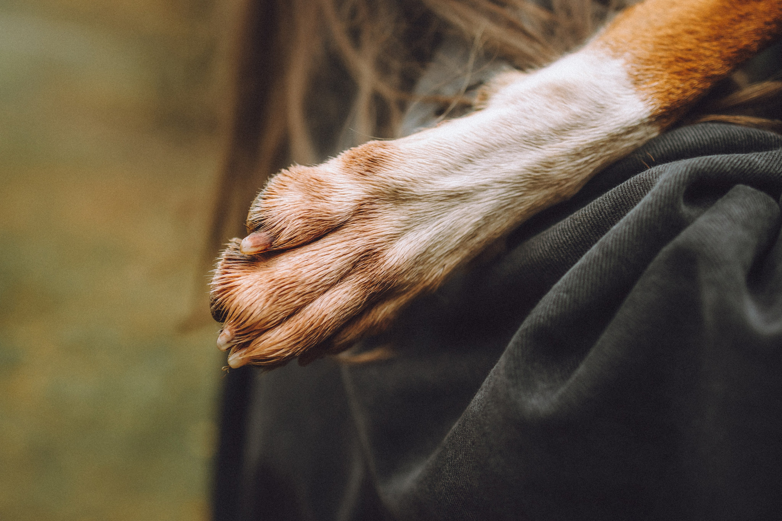 Элли и ее семья