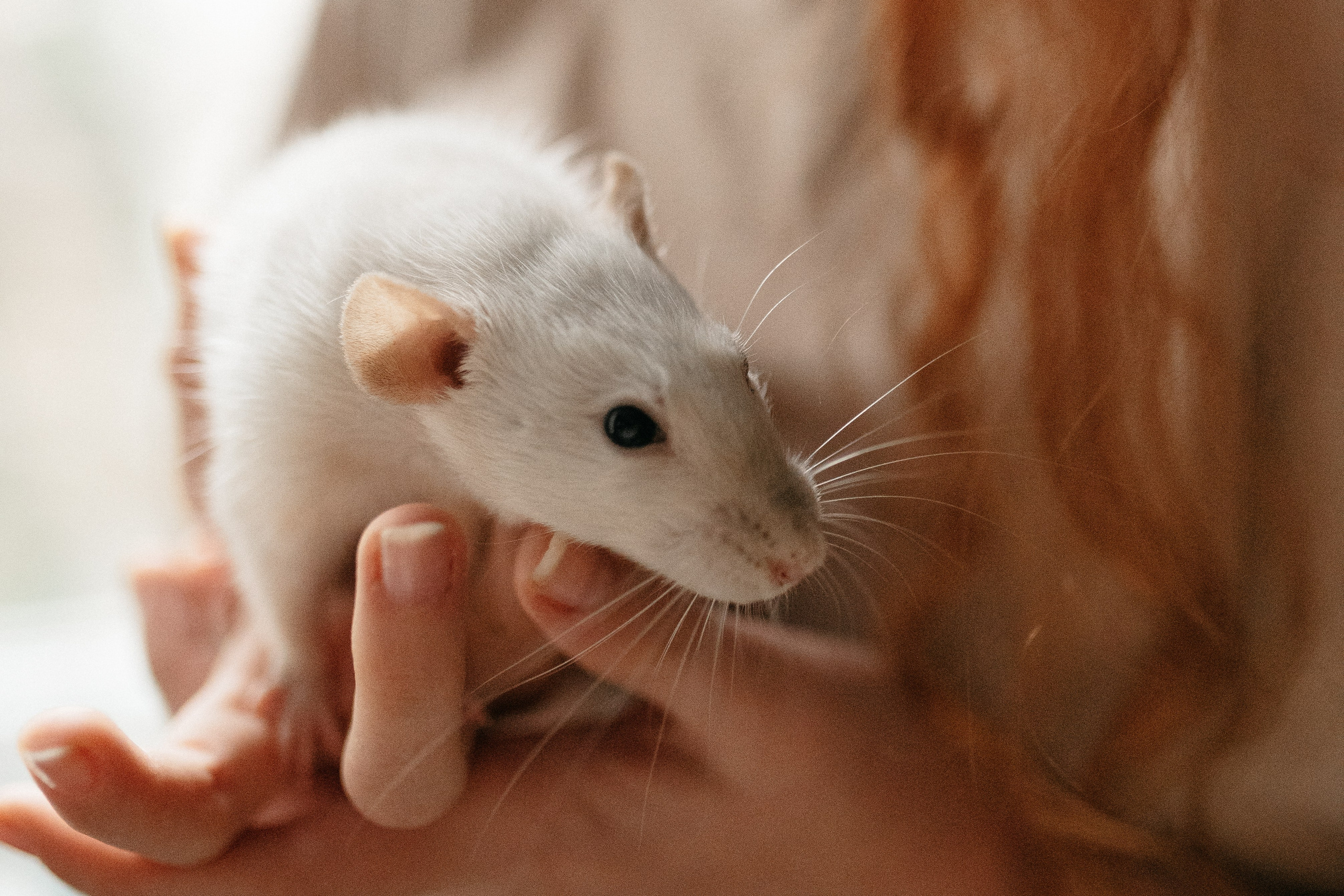 Даша, Диана, Дебби и маленькая крыска. Фотограф анималист в Москве Ольга Агушева