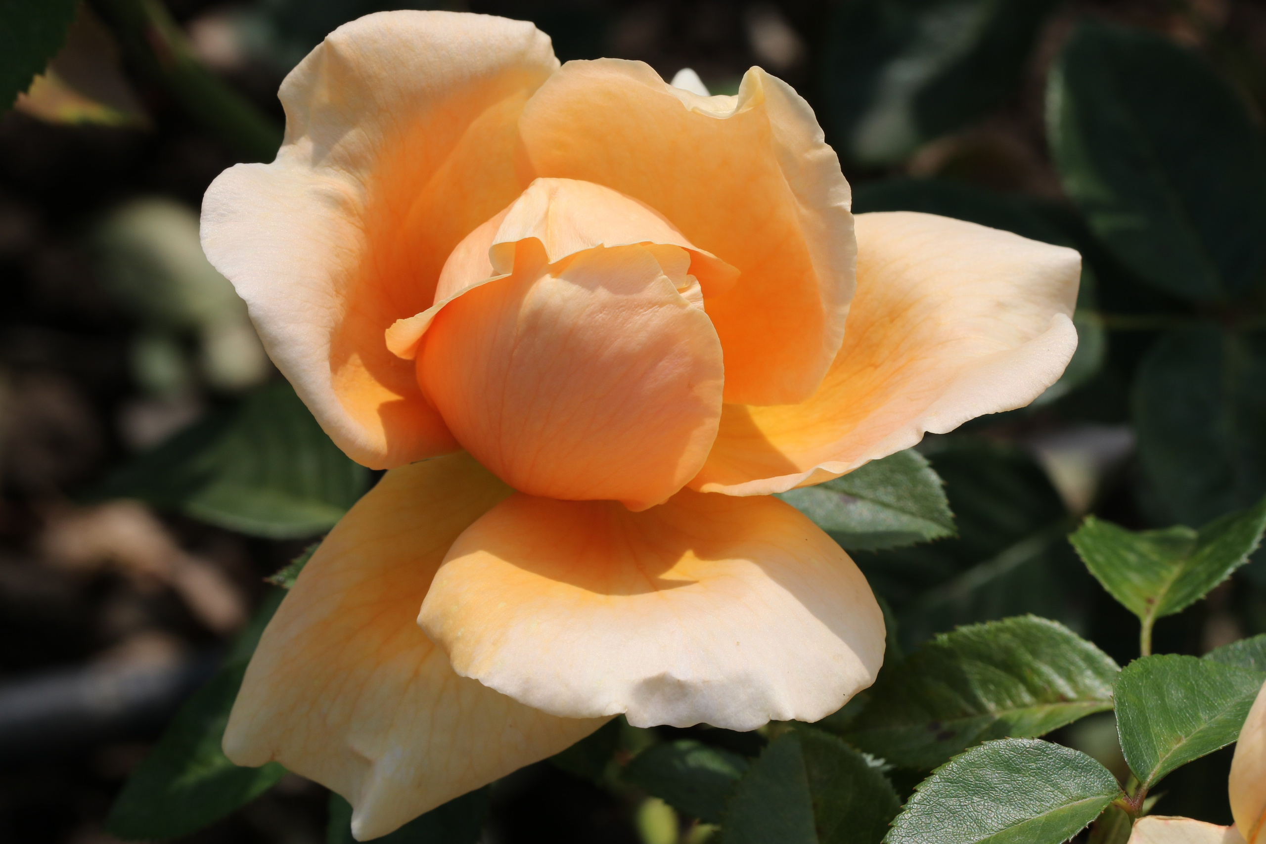 Долина роз в Кисловодске. Фото-художник и Репортажный фотограф Николаев Александр Алексеевич