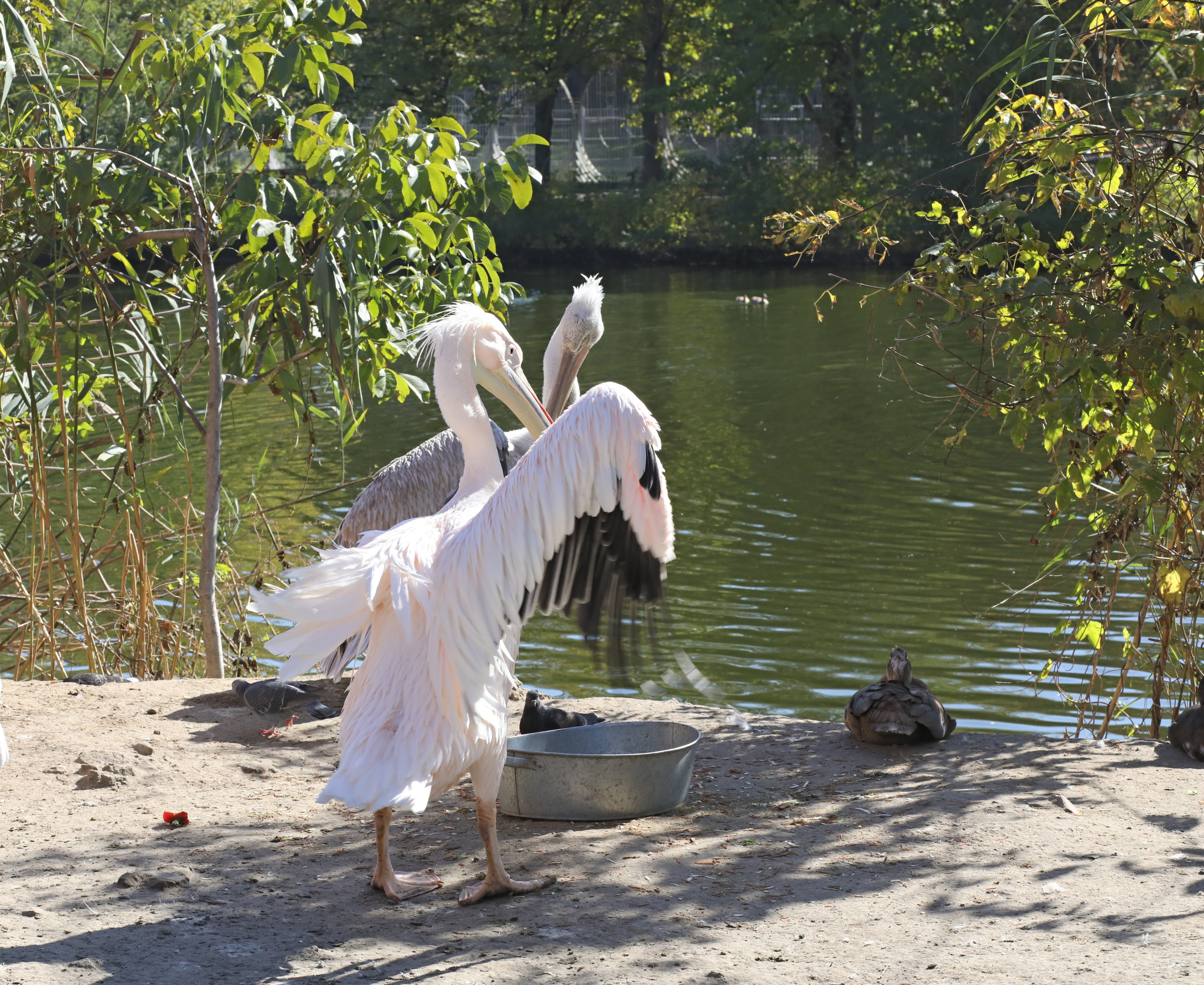 Ростовский зоопарк. Фото-художник и Репортажный фотограф Николаев Александр Алексеевич