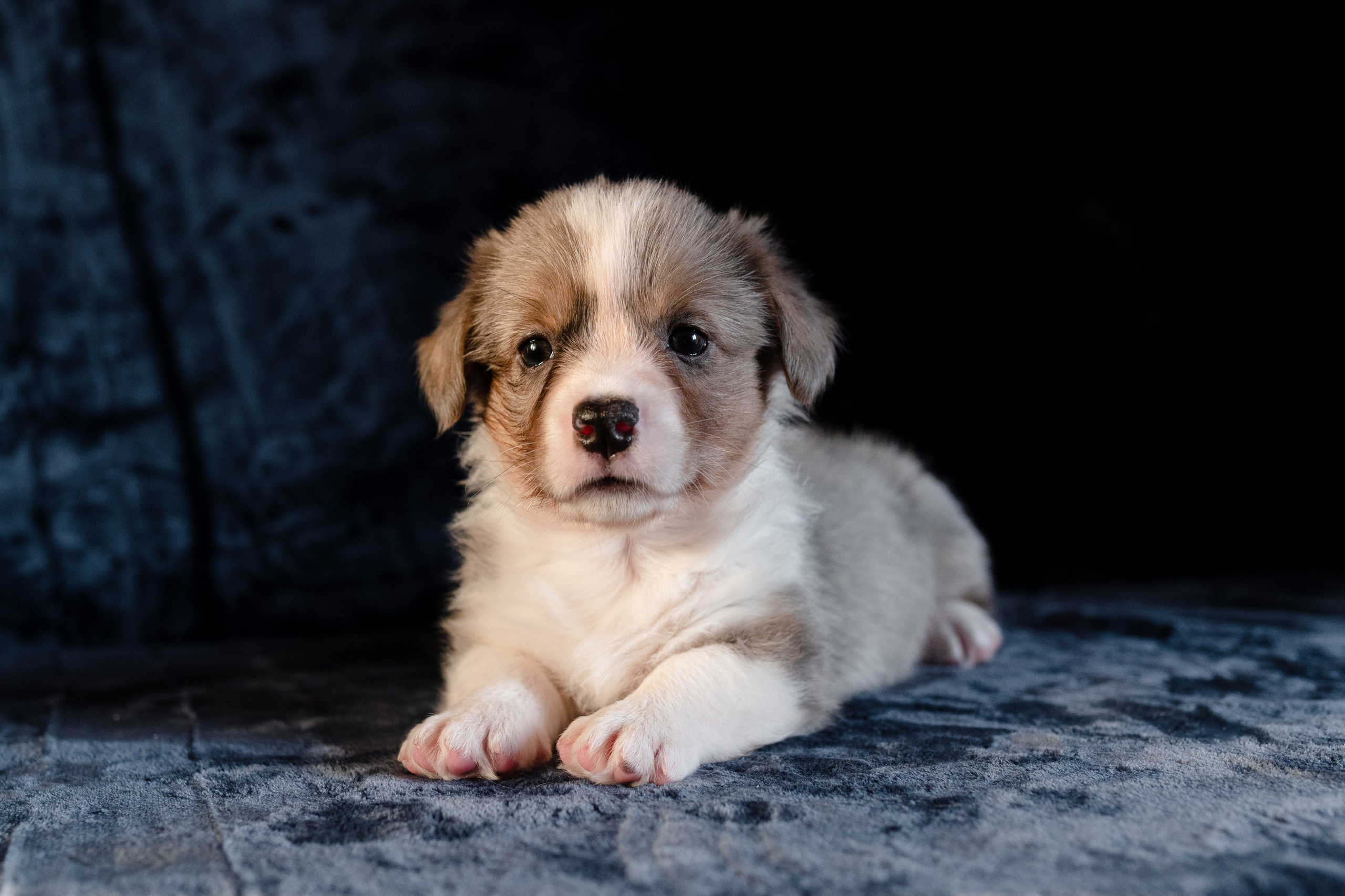 Вельш-корги-пемброк. Фотограф анималист в Москве Ольга Агушева