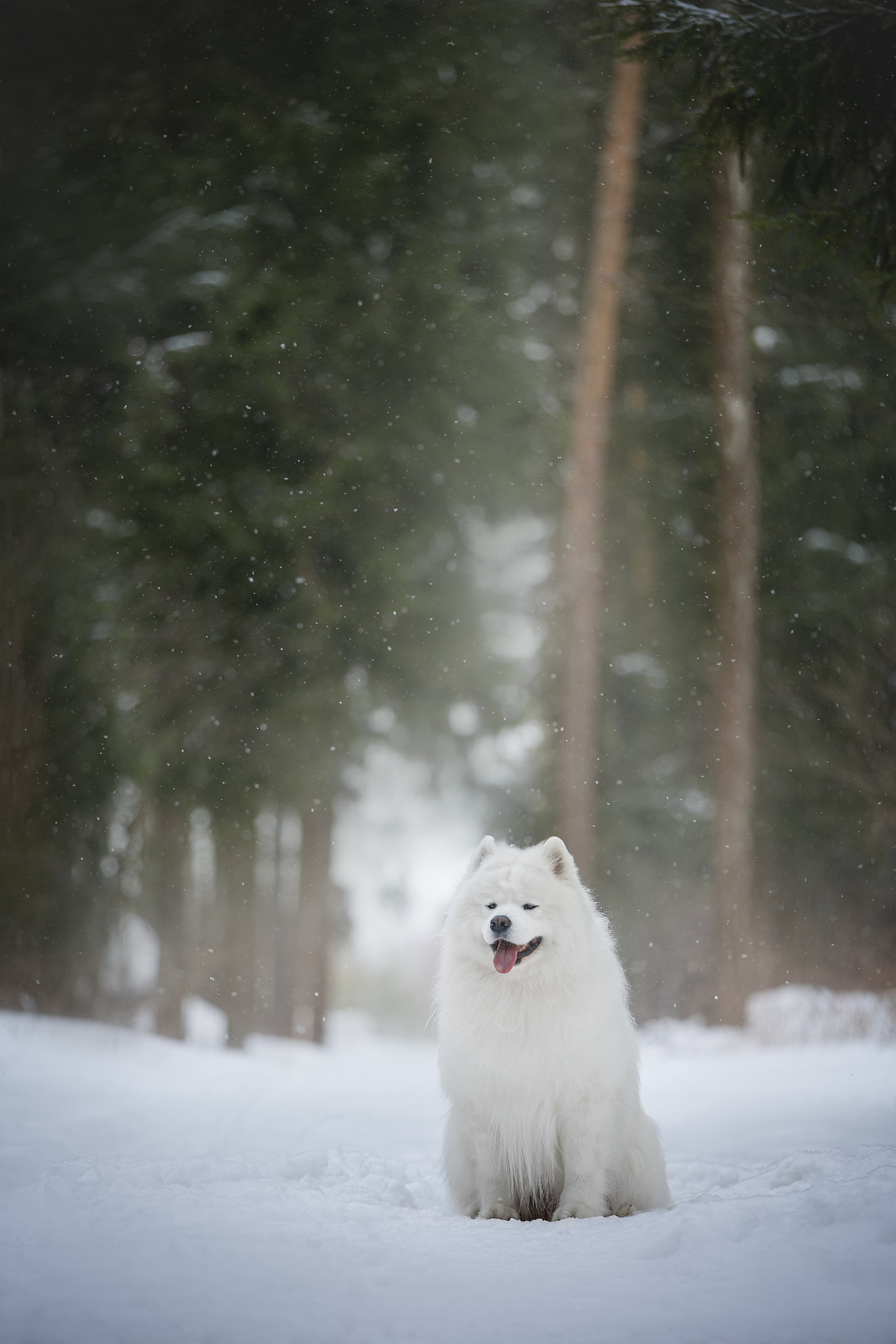 Самоедские мальчишки. Фотограф анималист в Москве Майорова Евгения