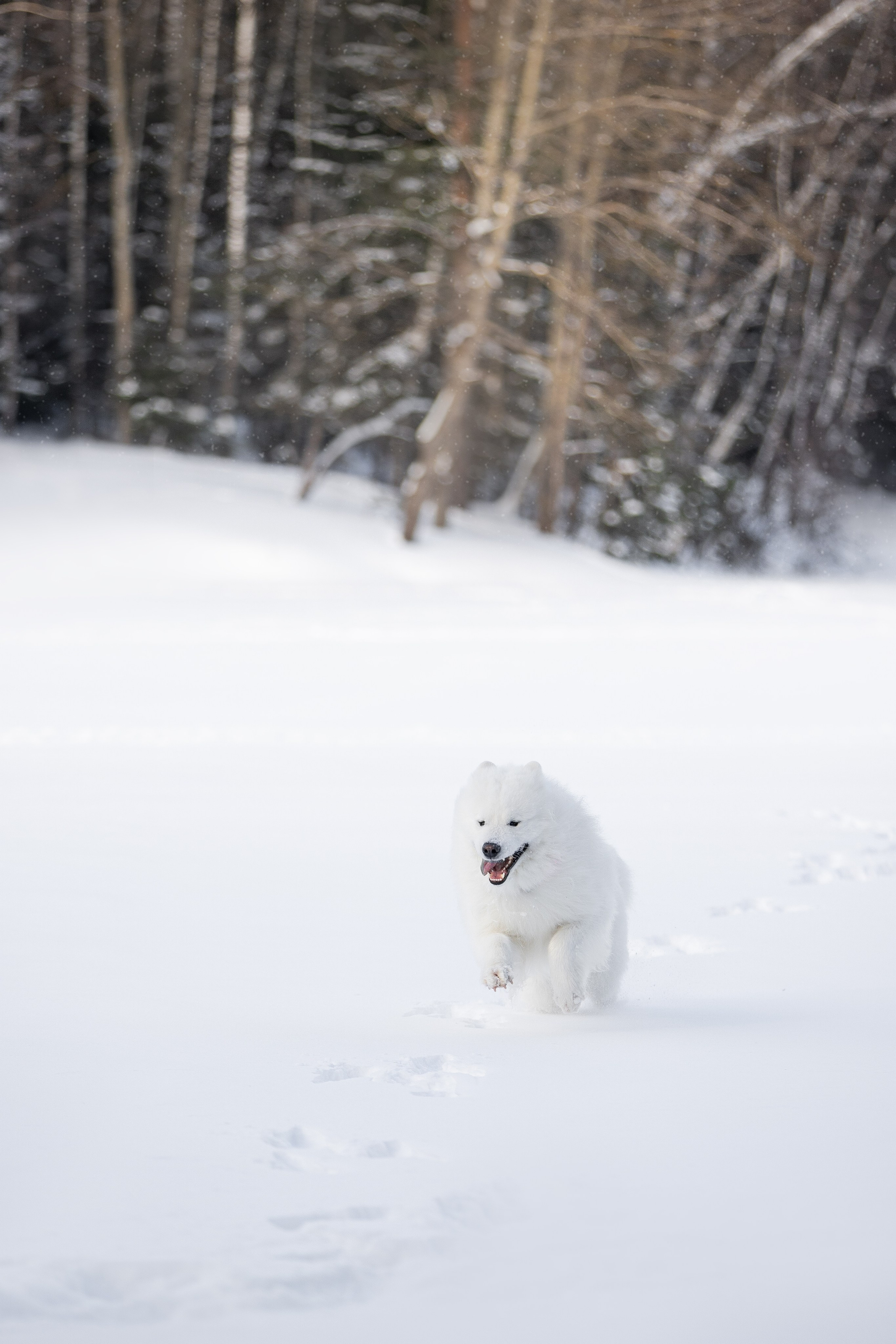 Дмитрий, Наталья и Панти. Фотограф анималист в Москве Майорова Евгения