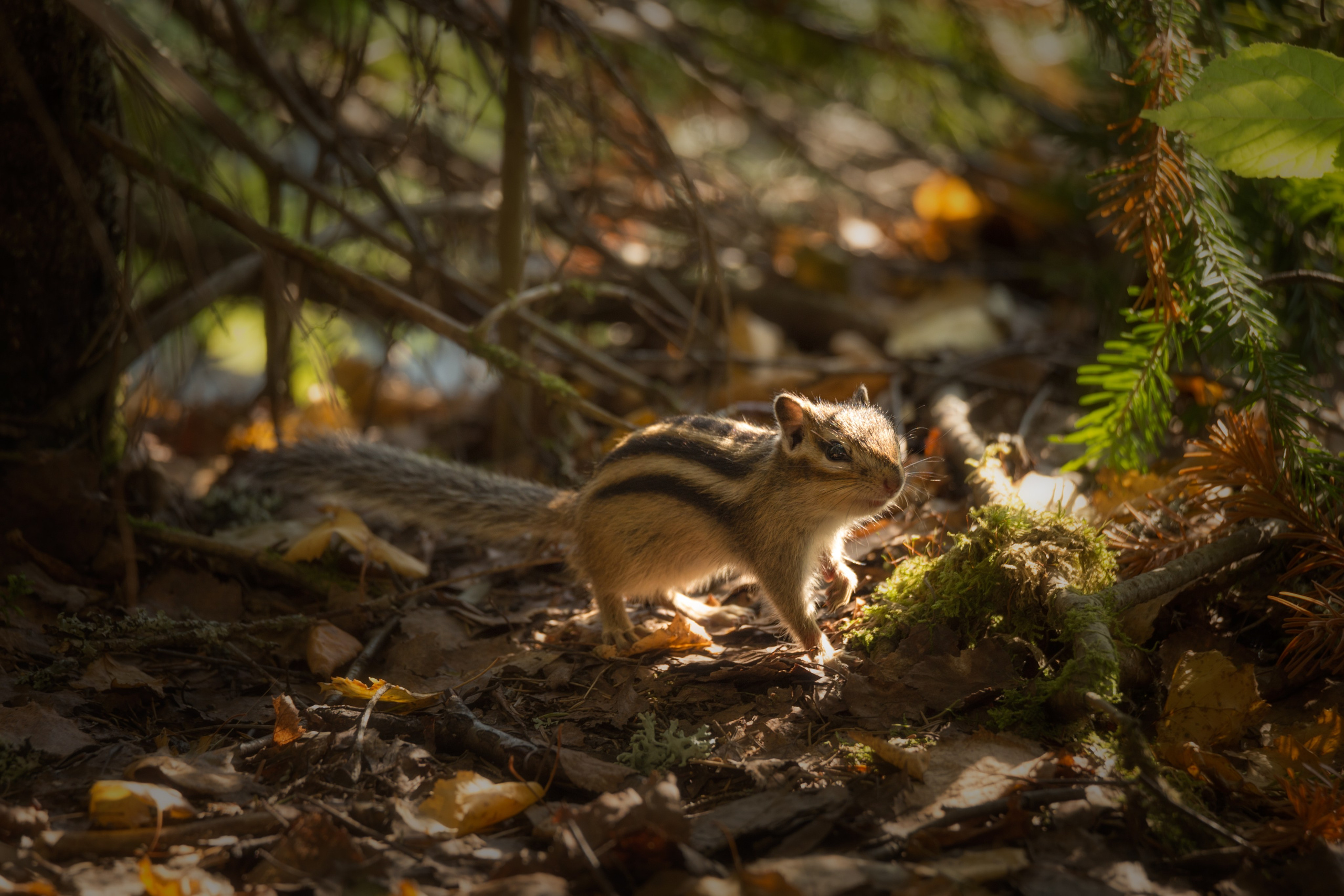 Анималистика. Фотограф Александр Чазов