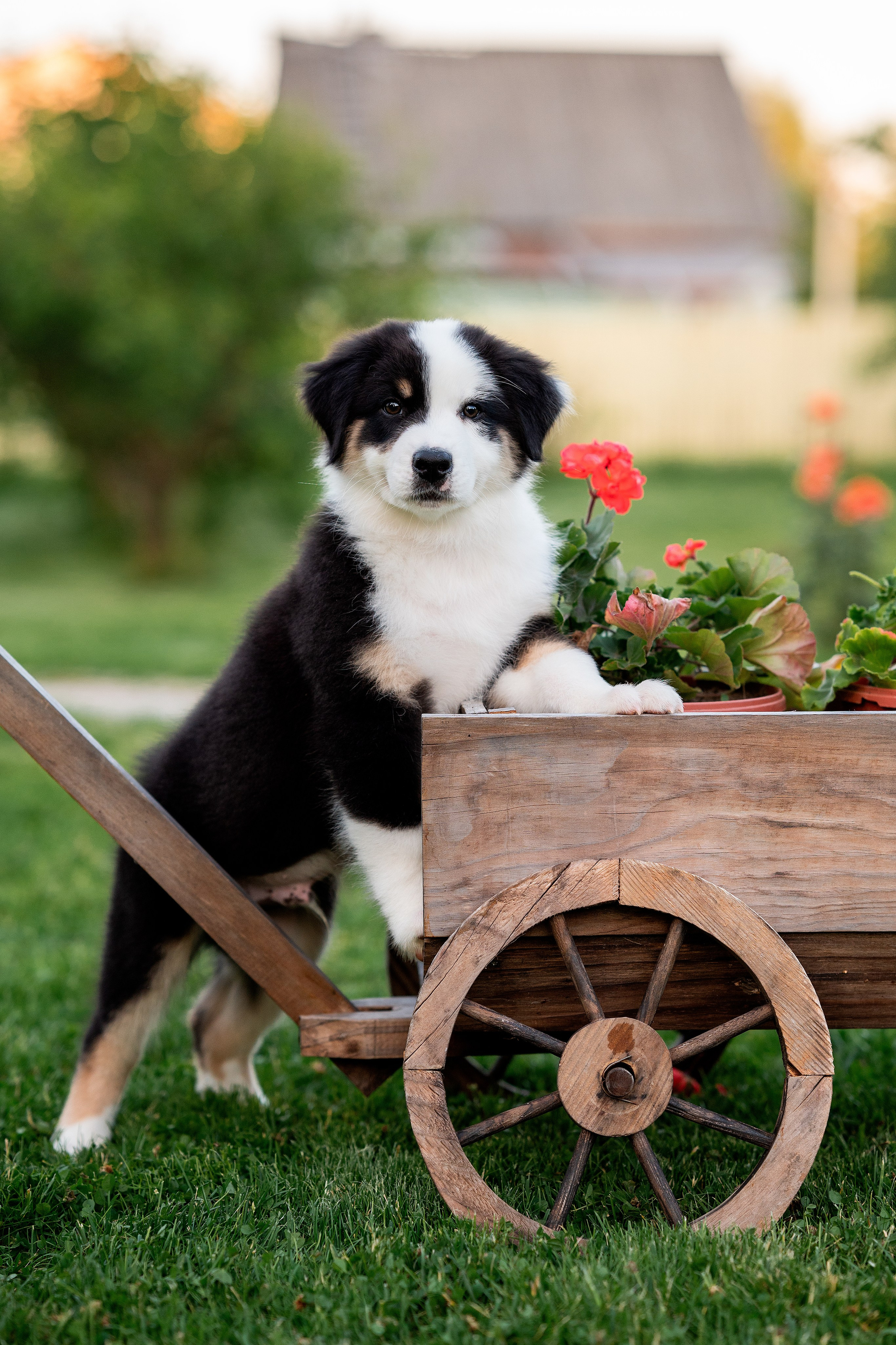 Заводчик Елизавета Степанова. Творческий фотограф Вологда