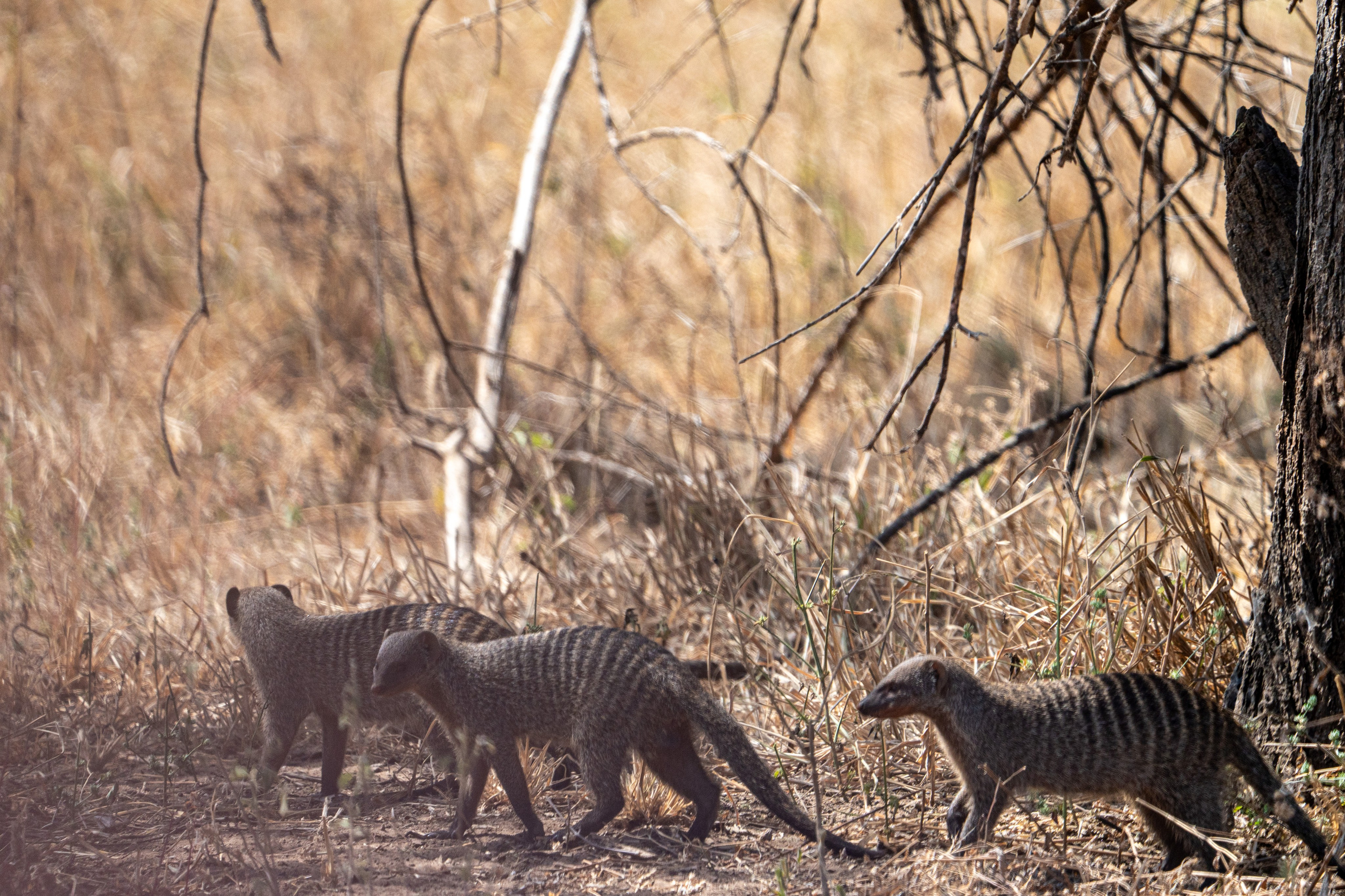 Танзания, сафари, 2025. Творческие сьемки