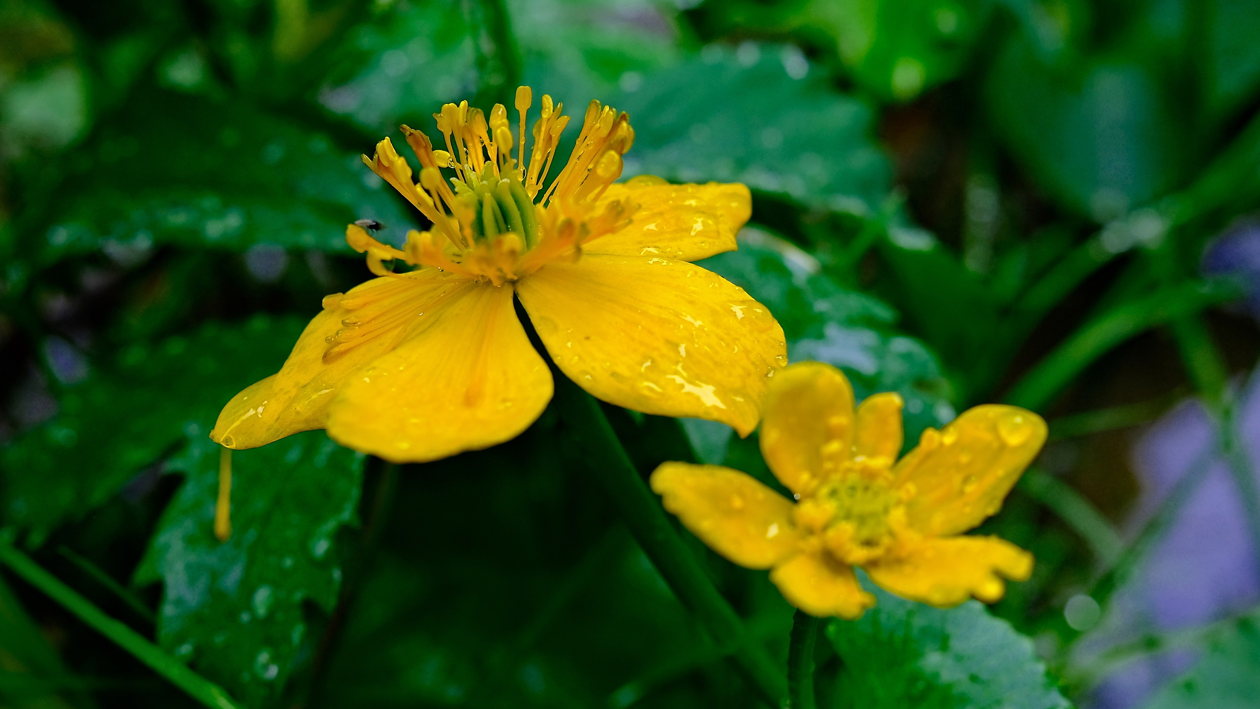 Мир растений. Пейзажи Крайнего Севера. Баренцево море, Рыбачий, Средний, Немецкий