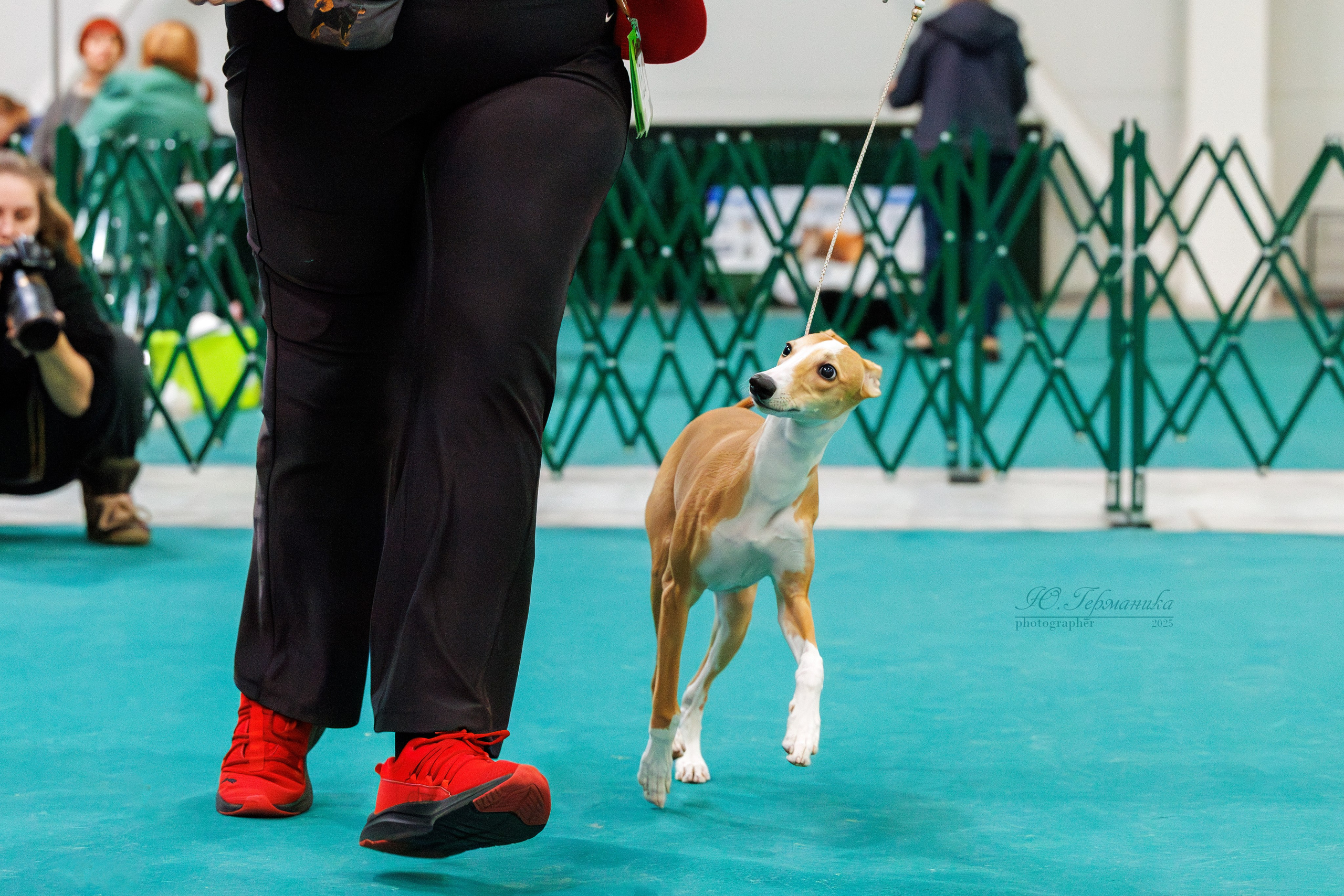 Питер ротвейлеры 18.01,Крокус 19.01.2025. Фотограф-анималист Юлия Германика