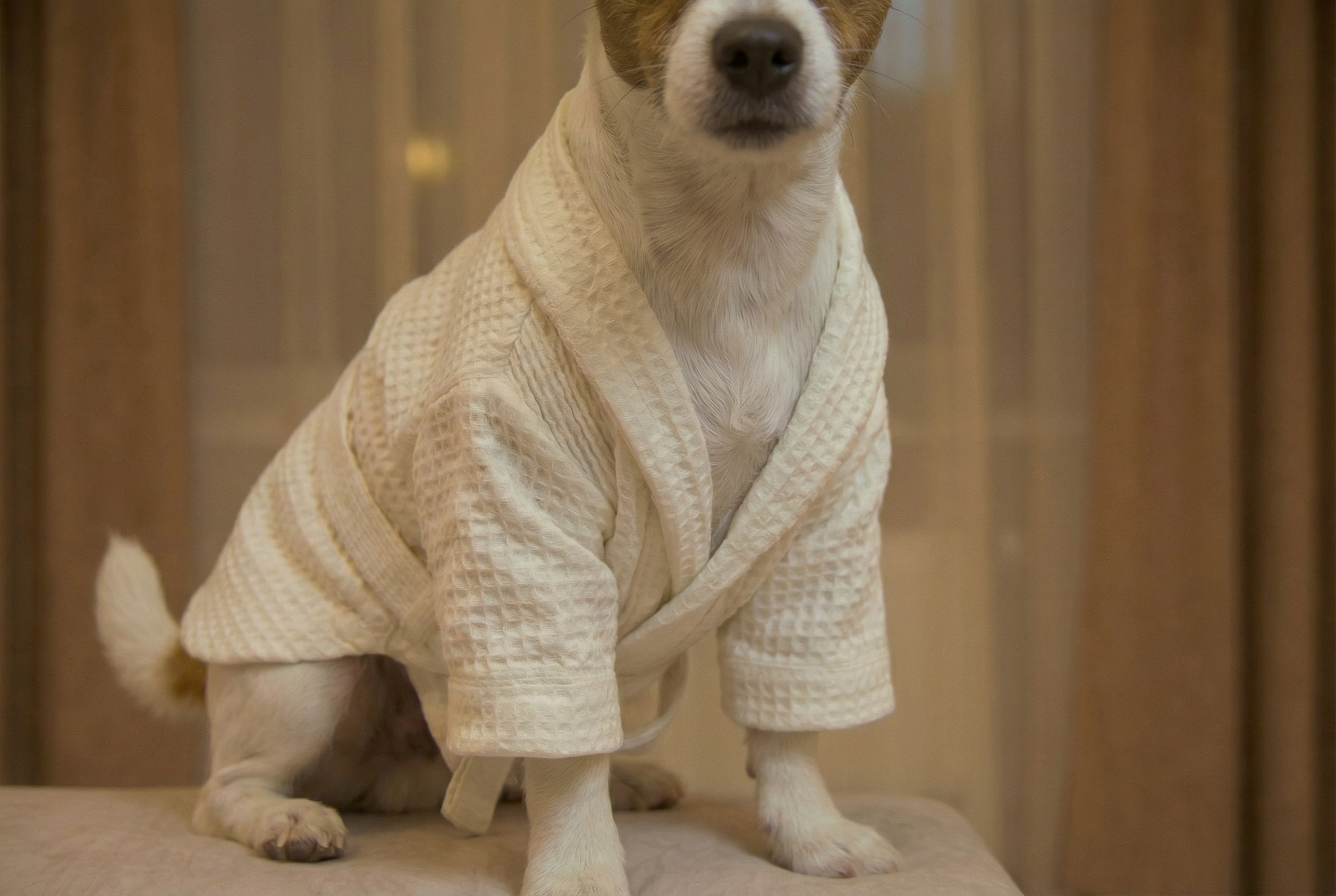 Одежда для собак. Главная