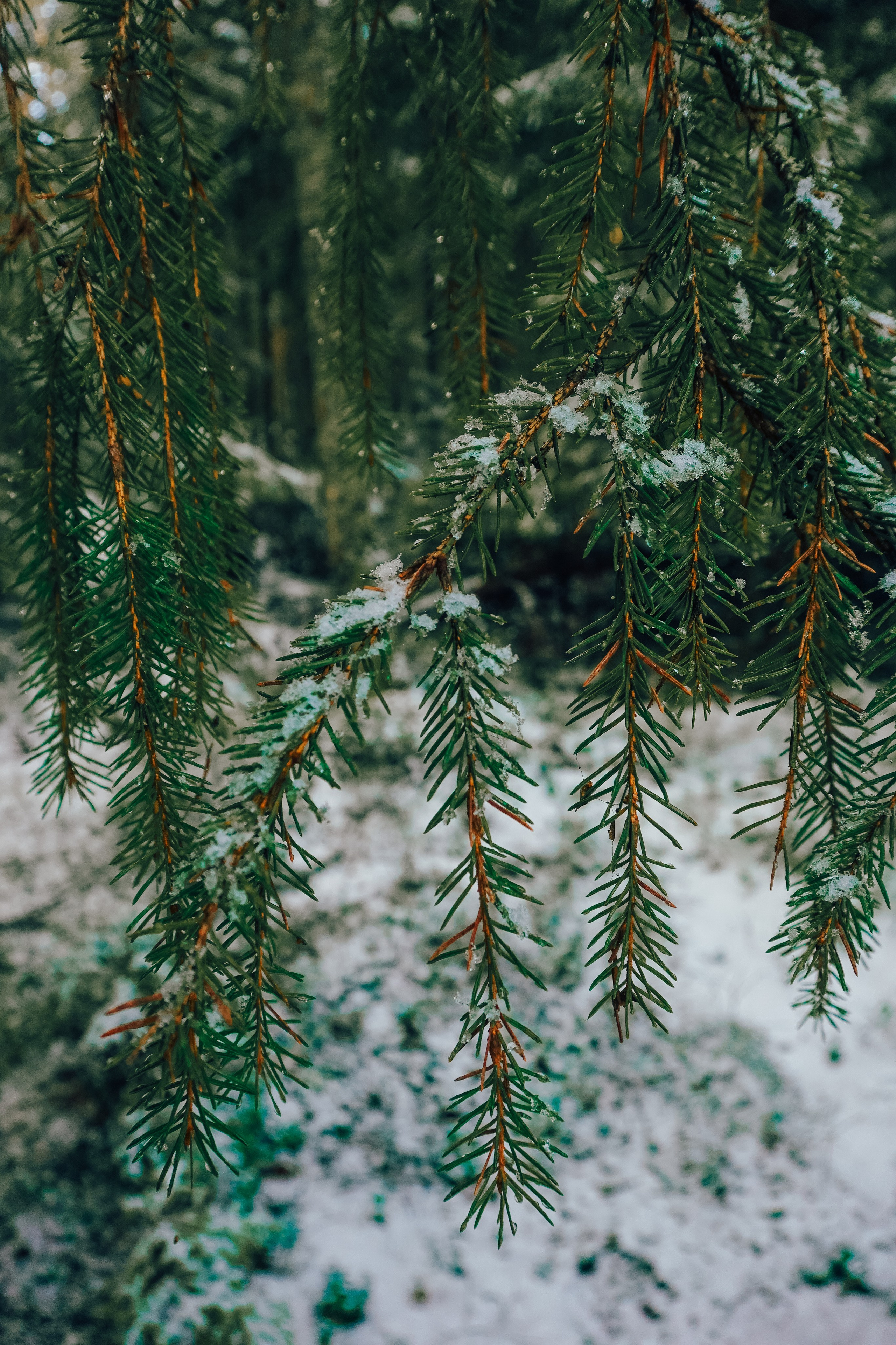 Пленишник. Фотограф Алиса Аспер