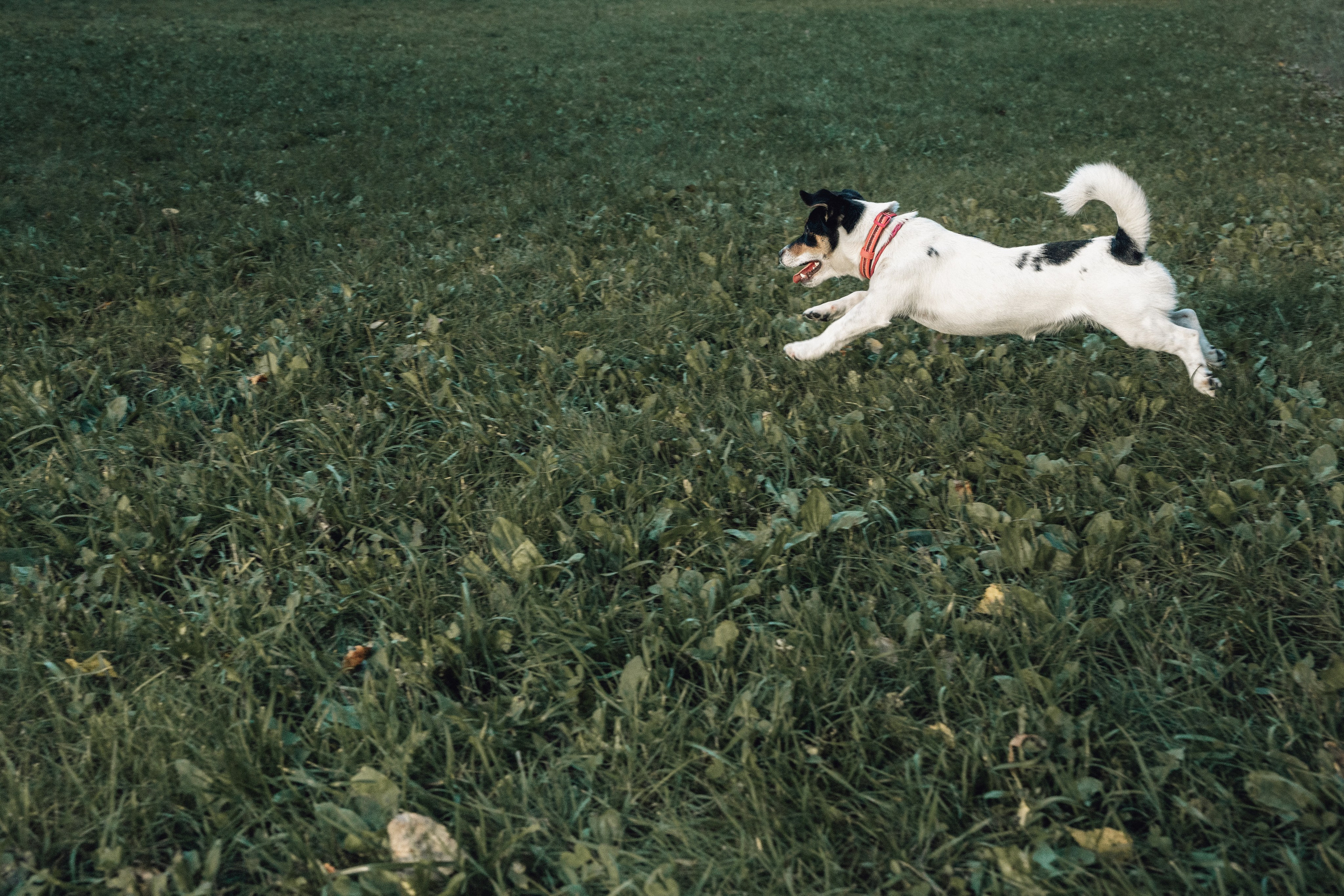 Аня и Луна. Фотограф и видеограф в Тюмени Екатерина Чернецкая