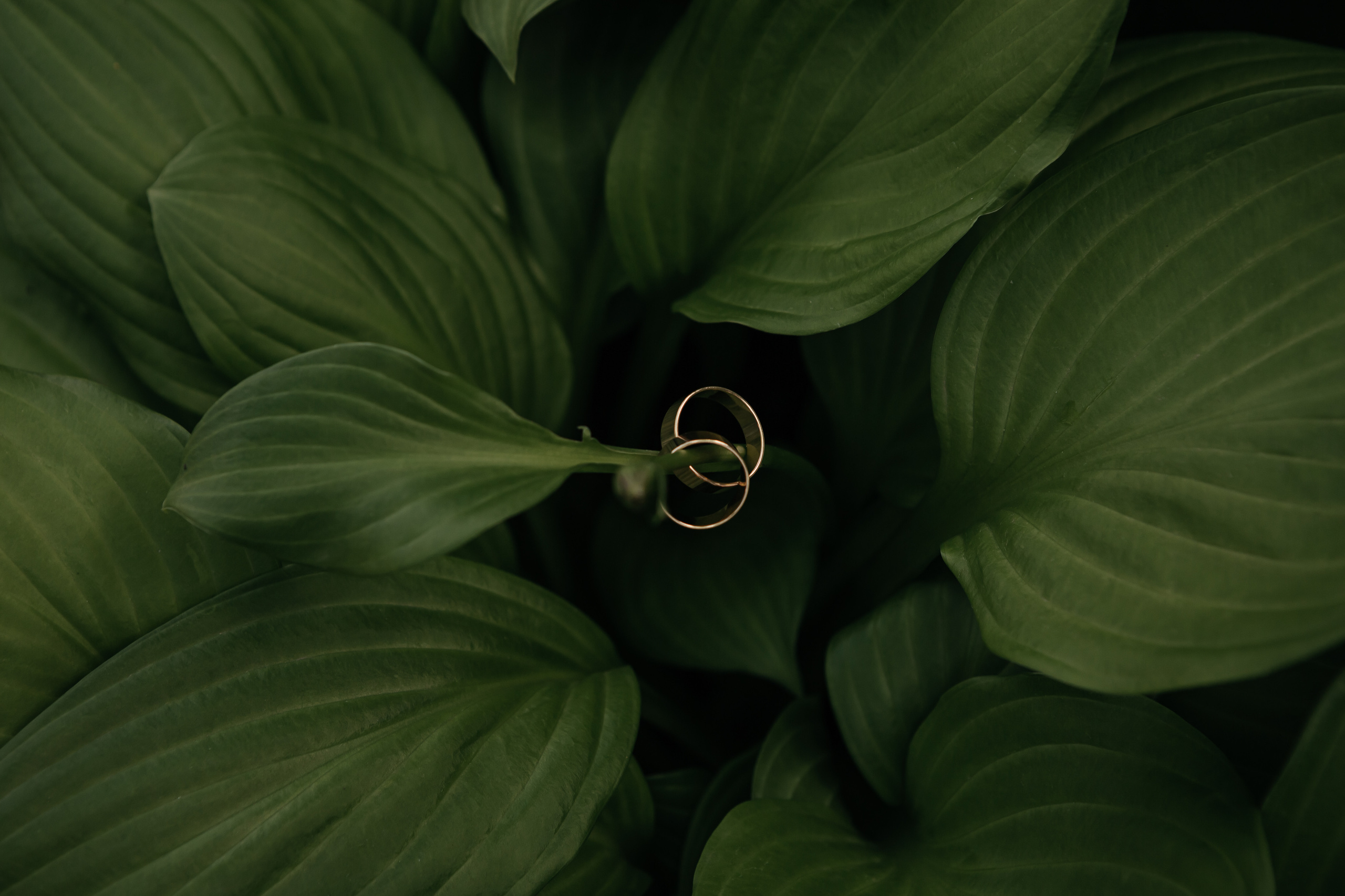 Обручальные кольца Красноярск