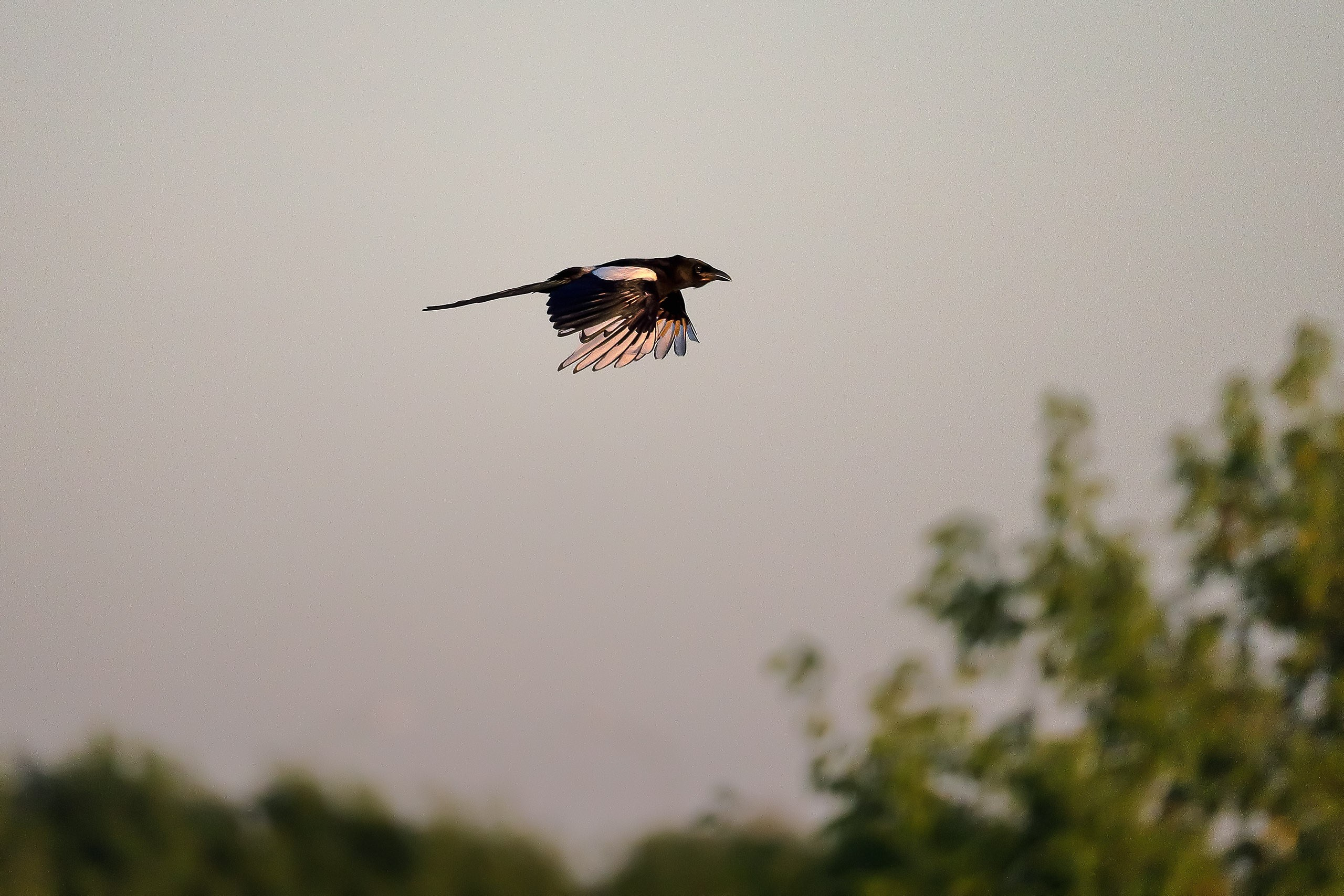 Сорока обыкновенная