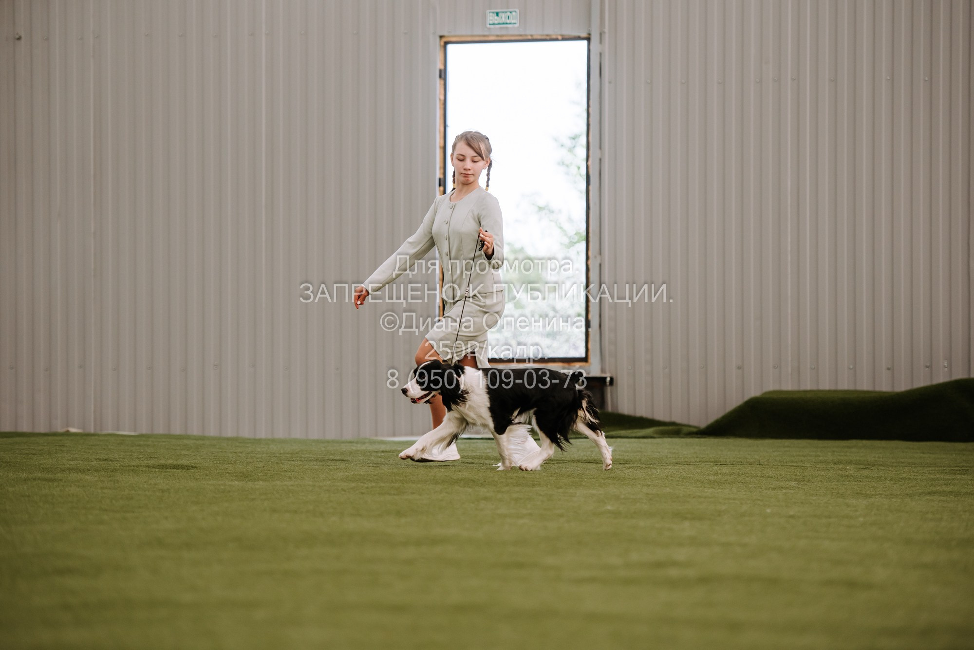 Выставка собак Красноярск 2.06. Фотограф Диана Оленина Красноярск / Братск